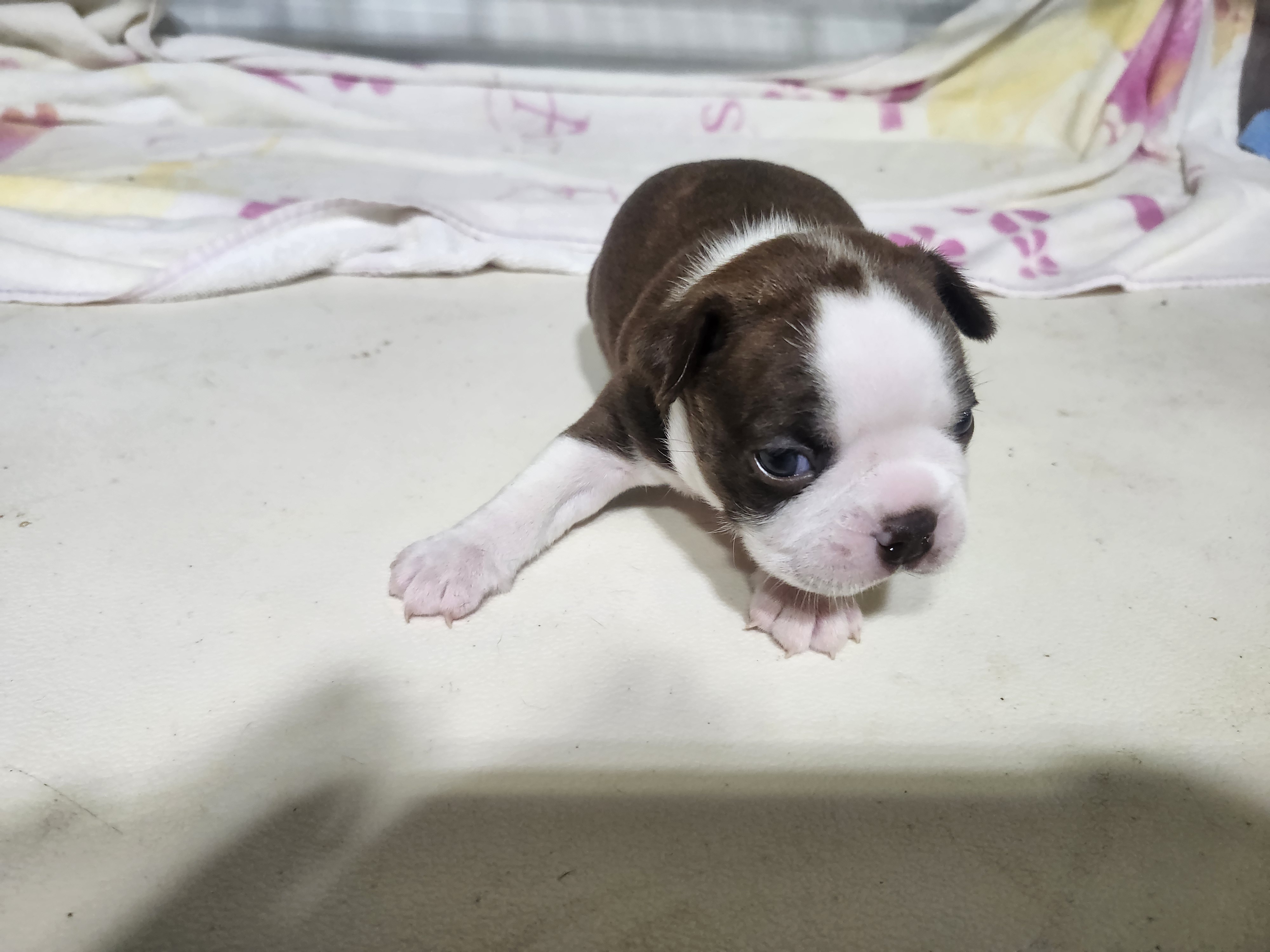 puppy, for, sale, Boston Terrier, Gayle  Baker, dog, breeder, Minneapolis, KS, dog-breeder, puppy-for-sale, forsale, nearby, find, puppyfind, locator, puppylocator, aca