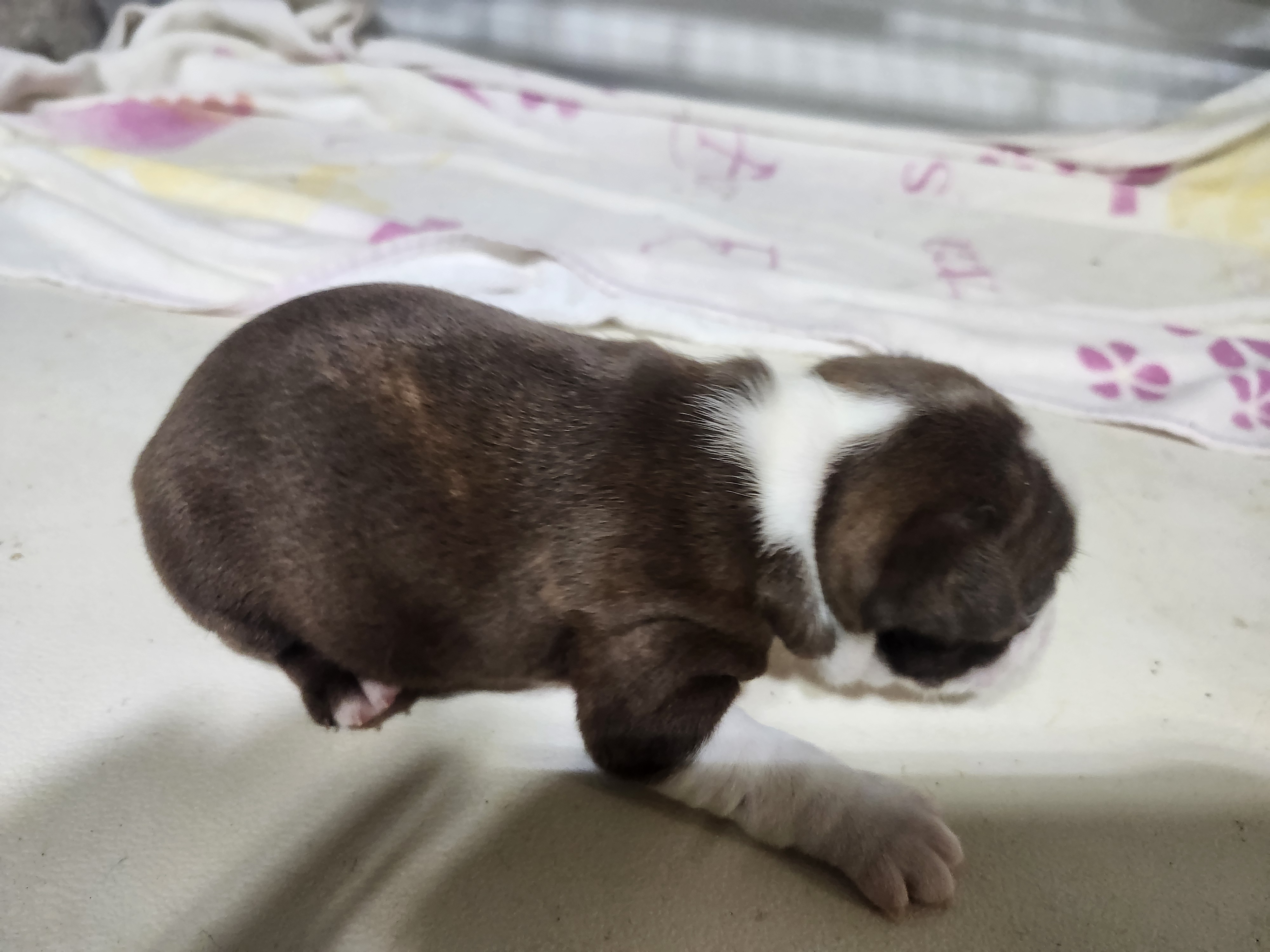 puppy, for, sale, Boston Terrier, Gayle  Baker, dog, breeder, Minneapolis, KS, dog-breeder, puppy-for-sale, forsale, nearby, find, puppyfind, locator, puppylocator, aca