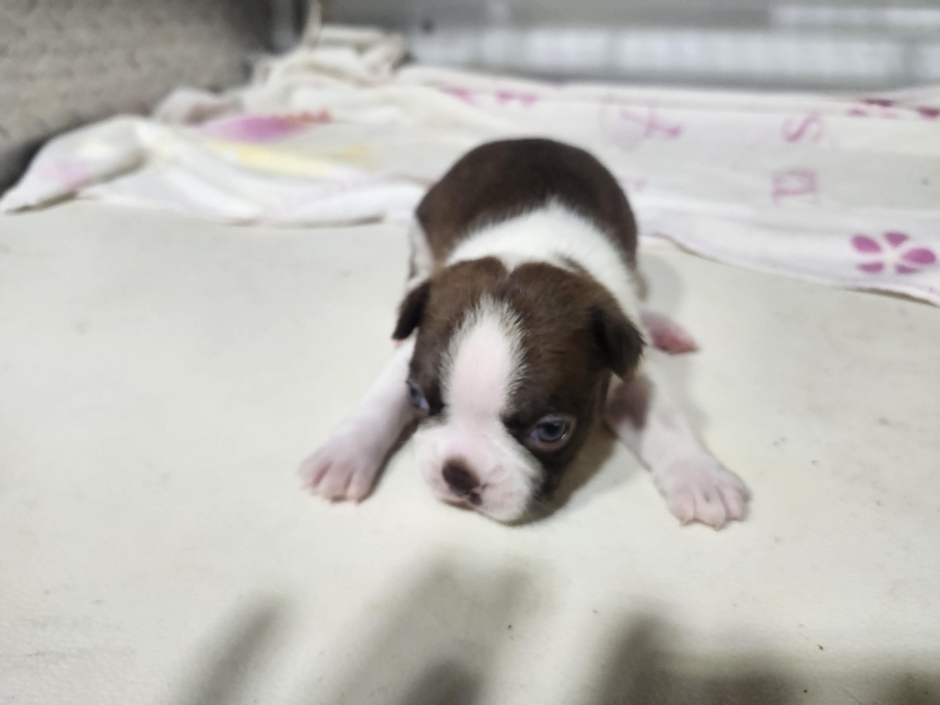 puppy, for, sale, Boston Terrier, Gayle  Baker, dog, breeder, Minneapolis, KS, dog-breeder, puppy-for-sale, forsale, nearby, find, puppyfind, locator, puppylocator, aca