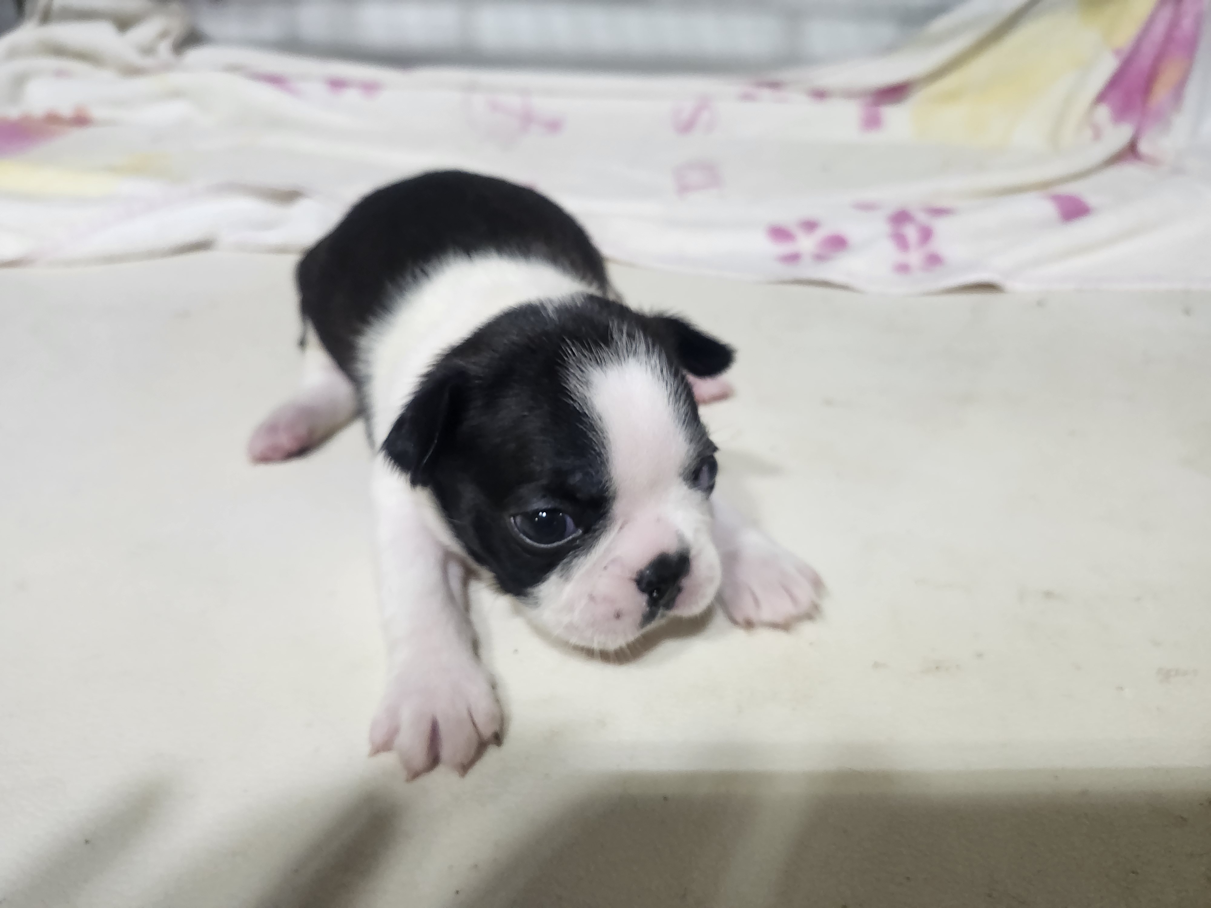 puppy, for, sale, Boston Terrier, Gayle  Baker, dog, breeder, Minneapolis, KS, dog-breeder, puppy-for-sale, forsale, nearby, find, puppyfind, locator, puppylocator, aca