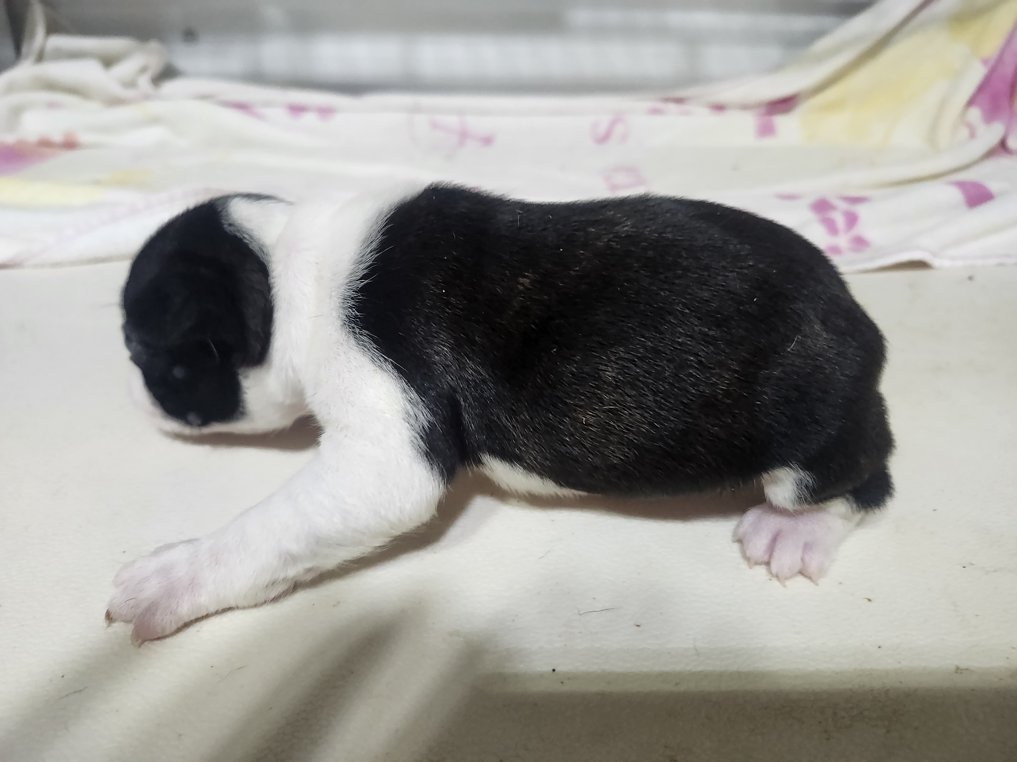 puppy, for, sale, Boston Terrier, Gayle  Baker, dog, breeder, Minneapolis, KS, dog-breeder, puppy-for-sale, forsale, nearby, find, puppyfind, locator, puppylocator, aca