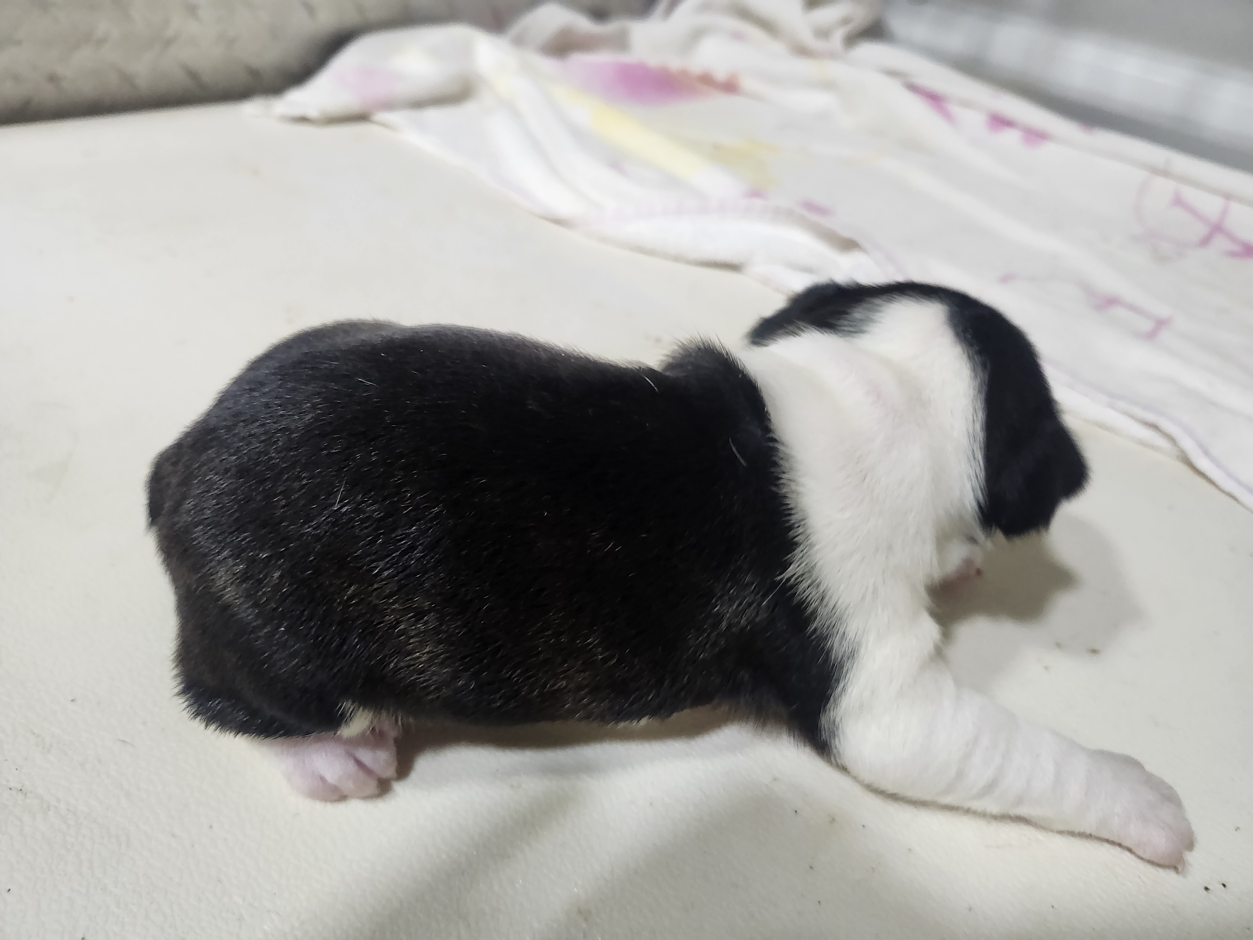 puppy, for, sale, Boston Terrier, Gayle  Baker, dog, breeder, Minneapolis, KS, dog-breeder, puppy-for-sale, forsale, nearby, find, puppyfind, locator, puppylocator, aca