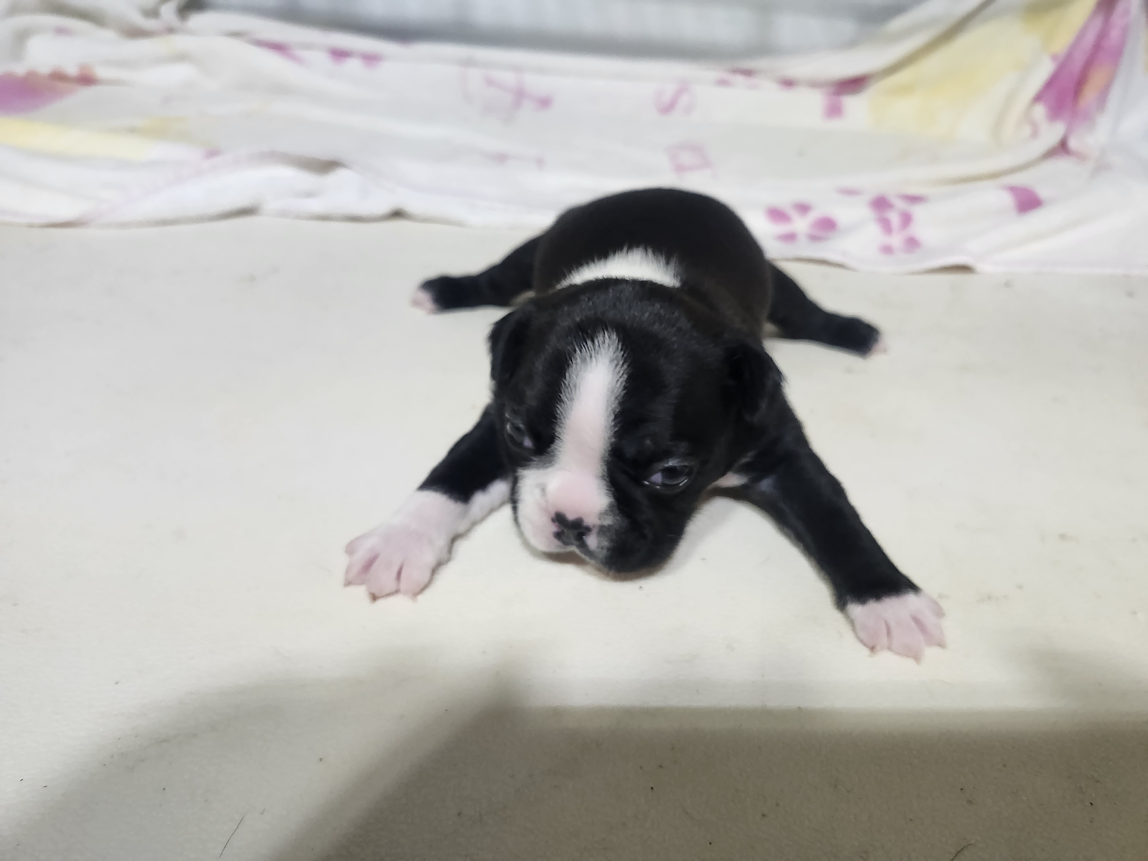 puppy, for, sale, Boston Terrier, Gayle  Baker, dog, breeder, Minneapolis, KS, dog-breeder, puppy-for-sale, forsale, nearby, find, puppyfind, locator, puppylocator, aca