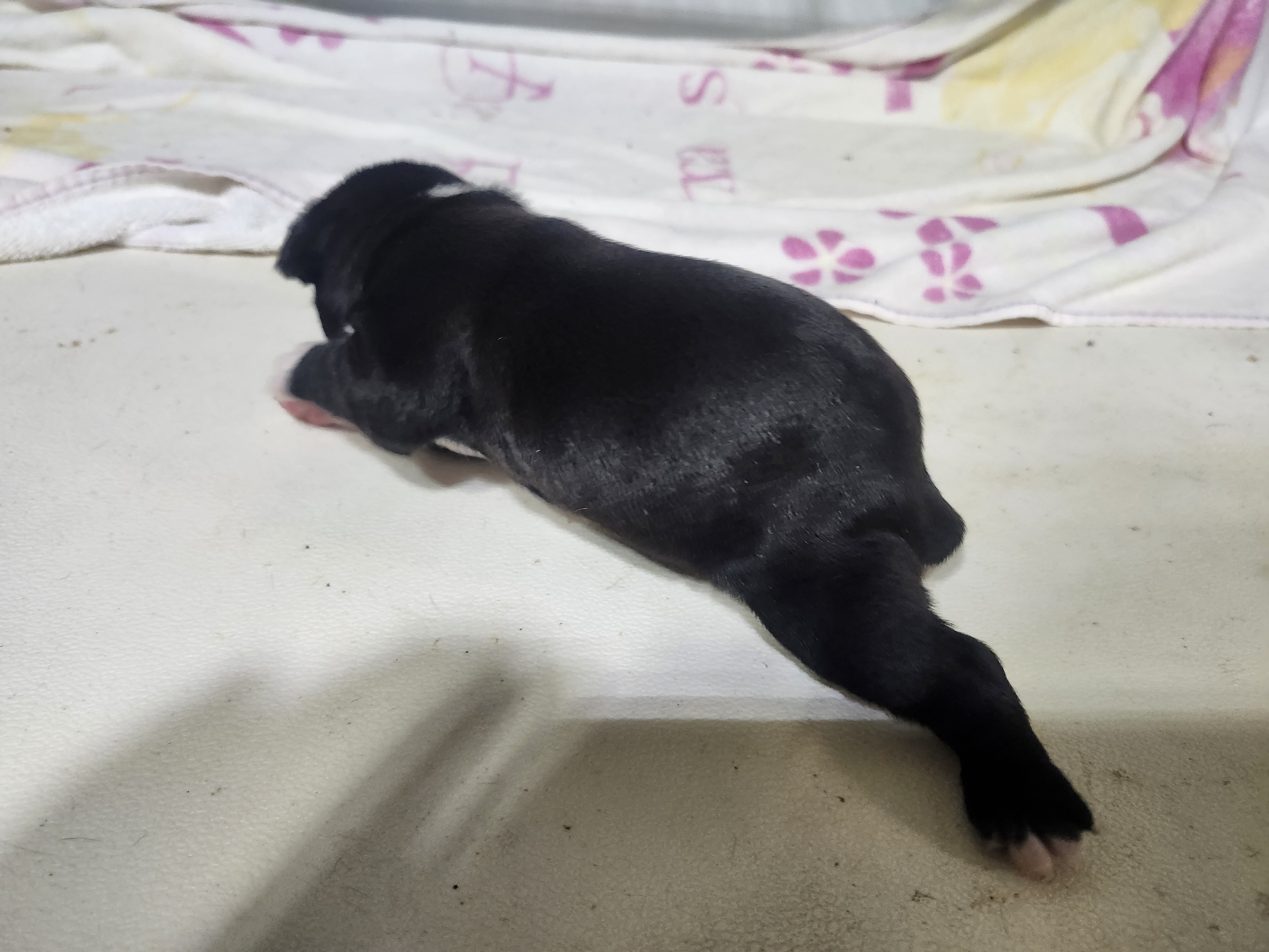 puppy, for, sale, Boston Terrier, Gayle  Baker, dog, breeder, Minneapolis, KS, dog-breeder, puppy-for-sale, forsale, nearby, find, puppyfind, locator, puppylocator, aca