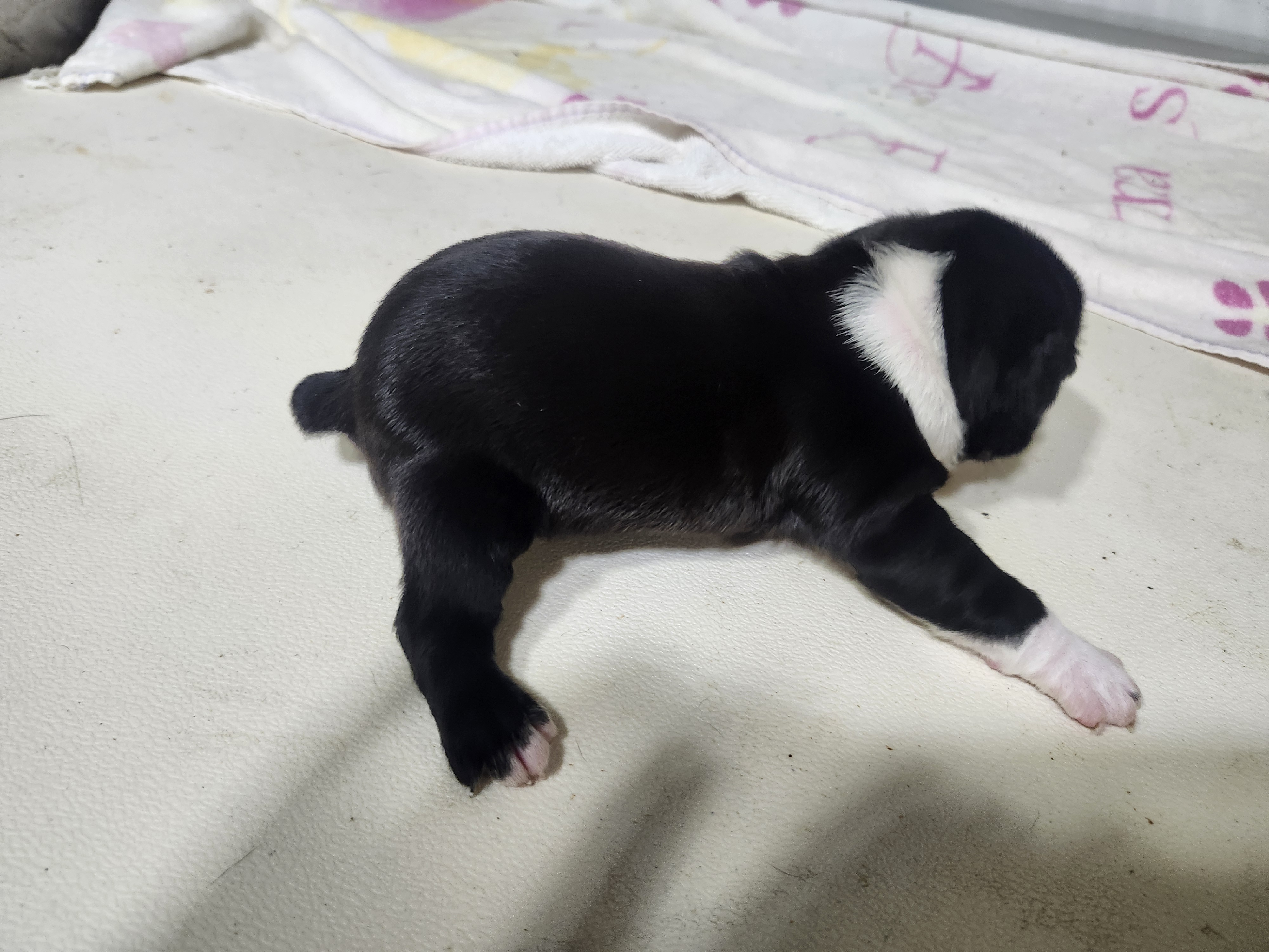 puppy, for, sale, Boston Terrier, Gayle  Baker, dog, breeder, Minneapolis, KS, dog-breeder, puppy-for-sale, forsale, nearby, find, puppyfind, locator, puppylocator, aca