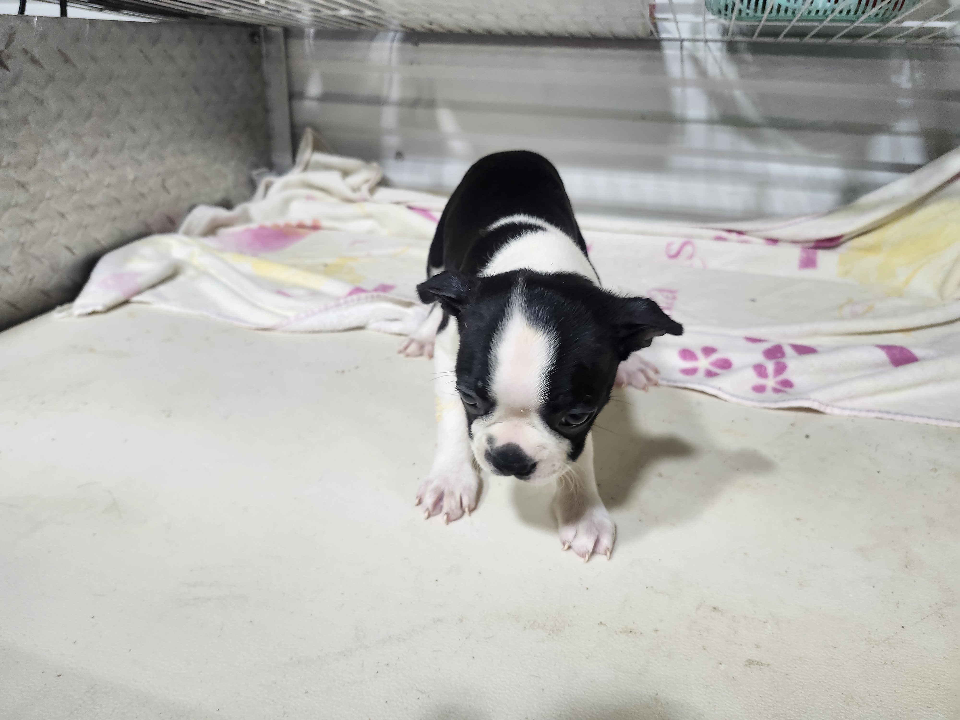 puppy, for, sale, Boston Terrier, Gayle  Baker, dog, breeder, Minneapolis, KS, dog-breeder, puppy-for-sale, forsale, nearby, find, puppyfind, locator, puppylocator, aca
