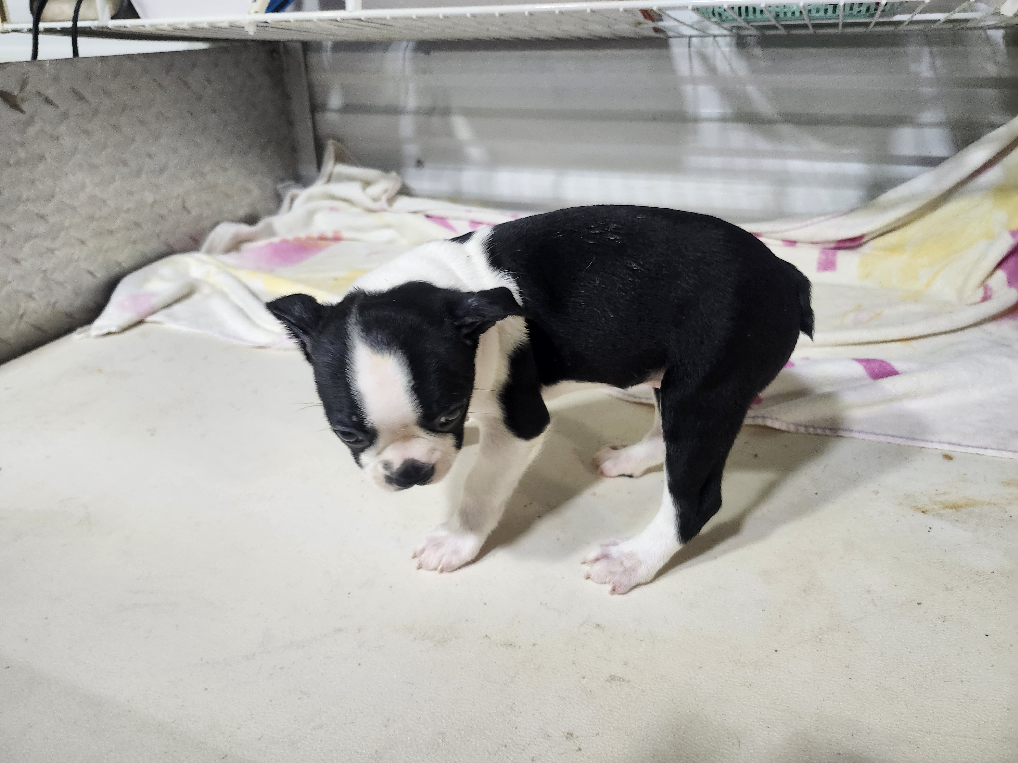 puppy, for, sale, Boston Terrier, Gayle  Baker, dog, breeder, Minneapolis, KS, dog-breeder, puppy-for-sale, forsale, nearby, find, puppyfind, locator, puppylocator, aca