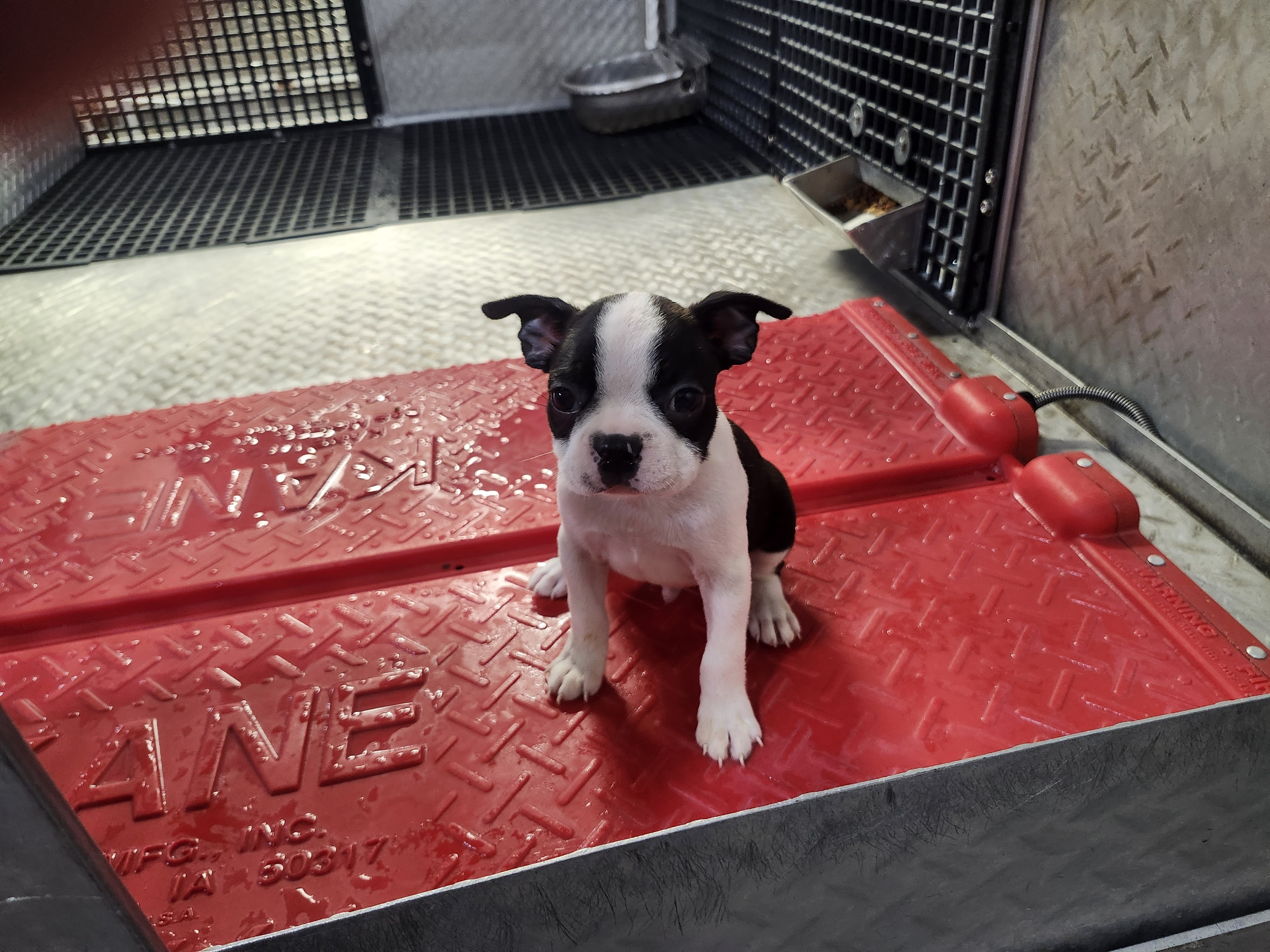 puppy, for, sale, Boston Terrier, Gayle  Baker, dog, breeder, Minneapolis, KS, dog-breeder, puppy-for-sale, forsale, nearby, find, puppyfind, locator, puppylocator, aca