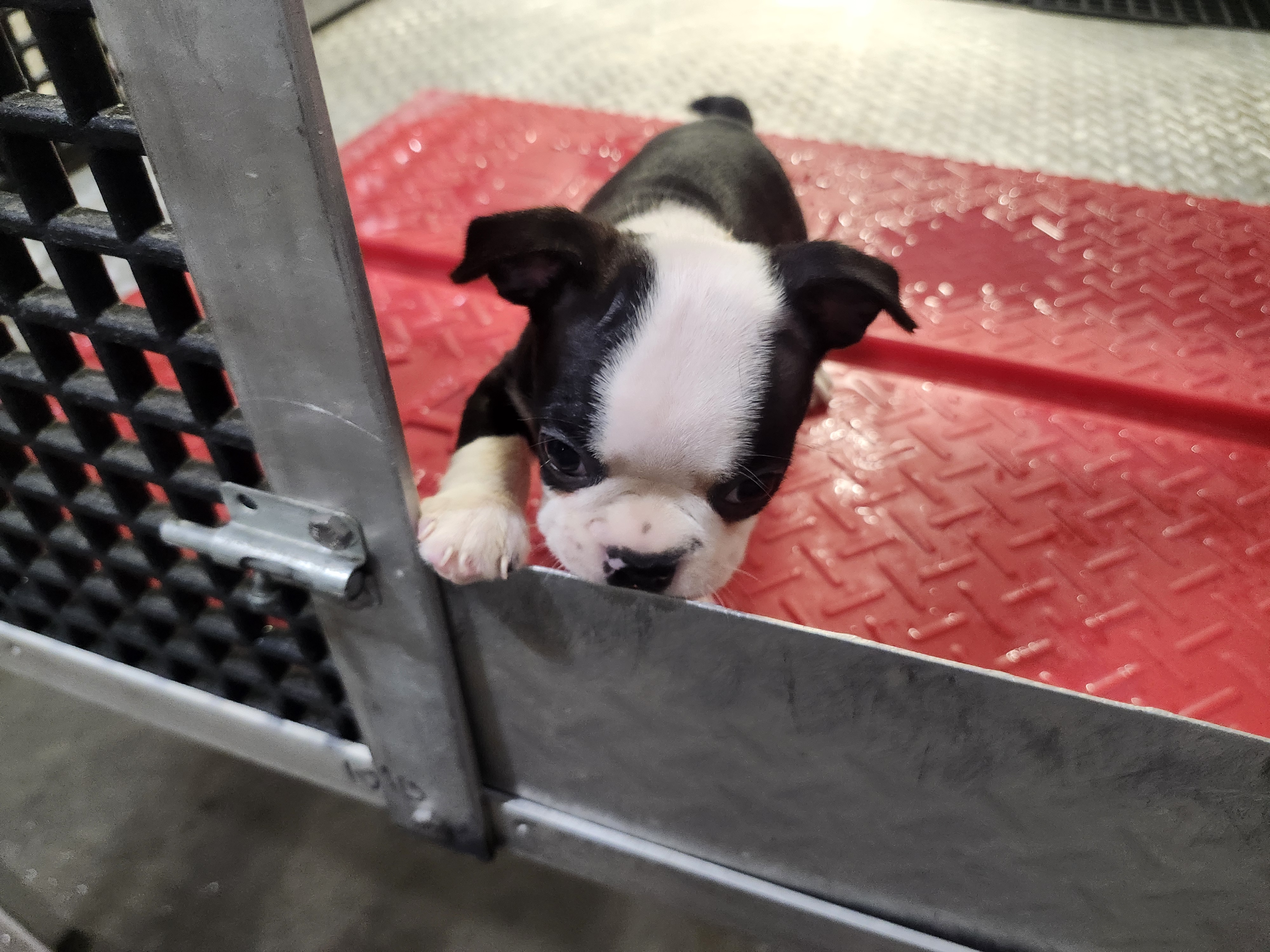 puppy, for, sale, Boston Terrier, Gayle  Baker, dog, breeder, Minneapolis, KS, dog-breeder, puppy-for-sale, forsale, nearby, find, puppyfind, locator, puppylocator, aca