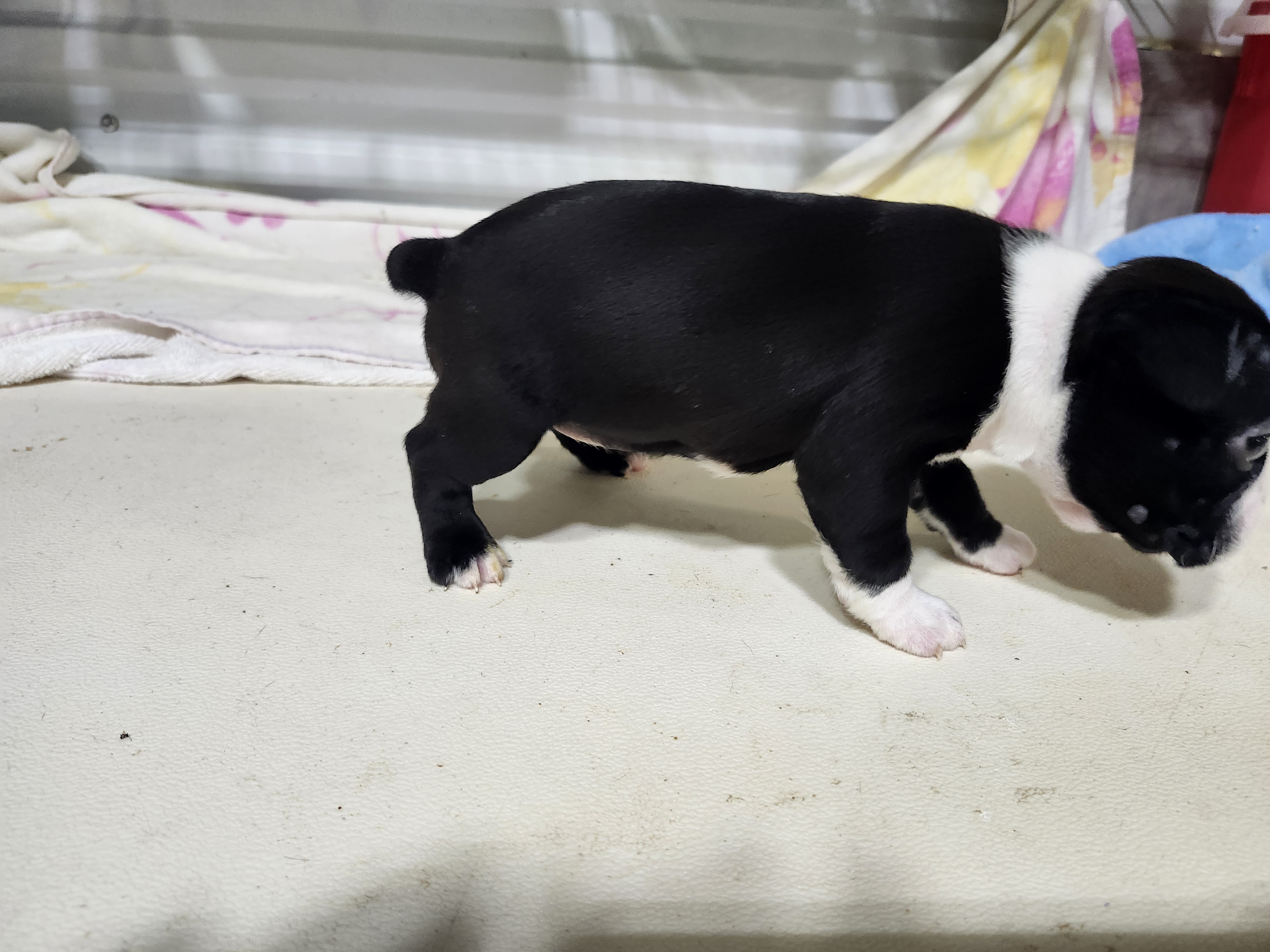 puppy, for, sale, Boston Terrier, Gayle  Baker, dog, breeder, Minneapolis, KS, dog-breeder, puppy-for-sale, forsale, nearby, find, puppyfind, locator, puppylocator, aca