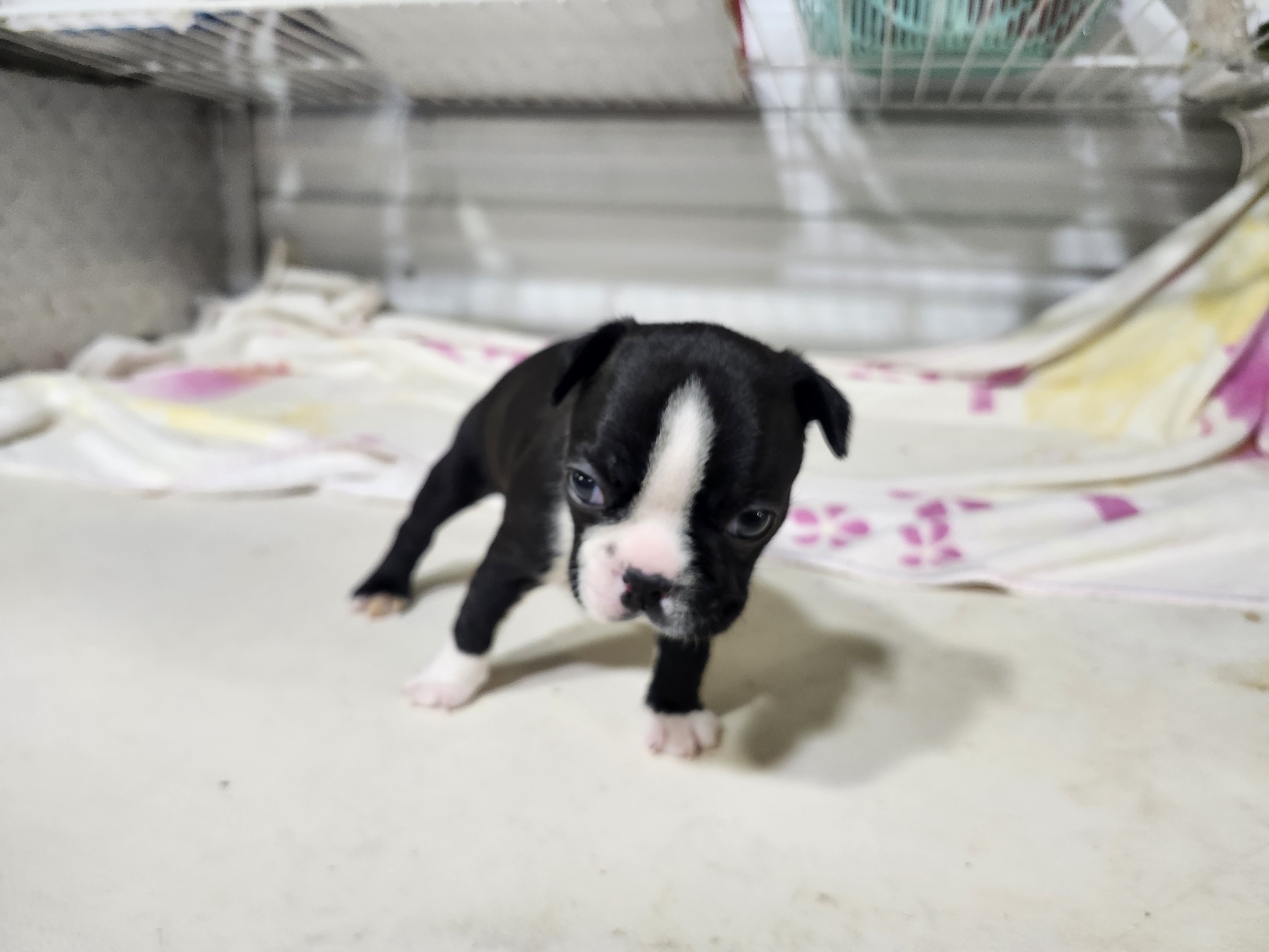 puppy, for, sale, Boston Terrier, Gayle  Baker, dog, breeder, Minneapolis, KS, dog-breeder, puppy-for-sale, forsale, nearby, find, puppyfind, locator, puppylocator, aca