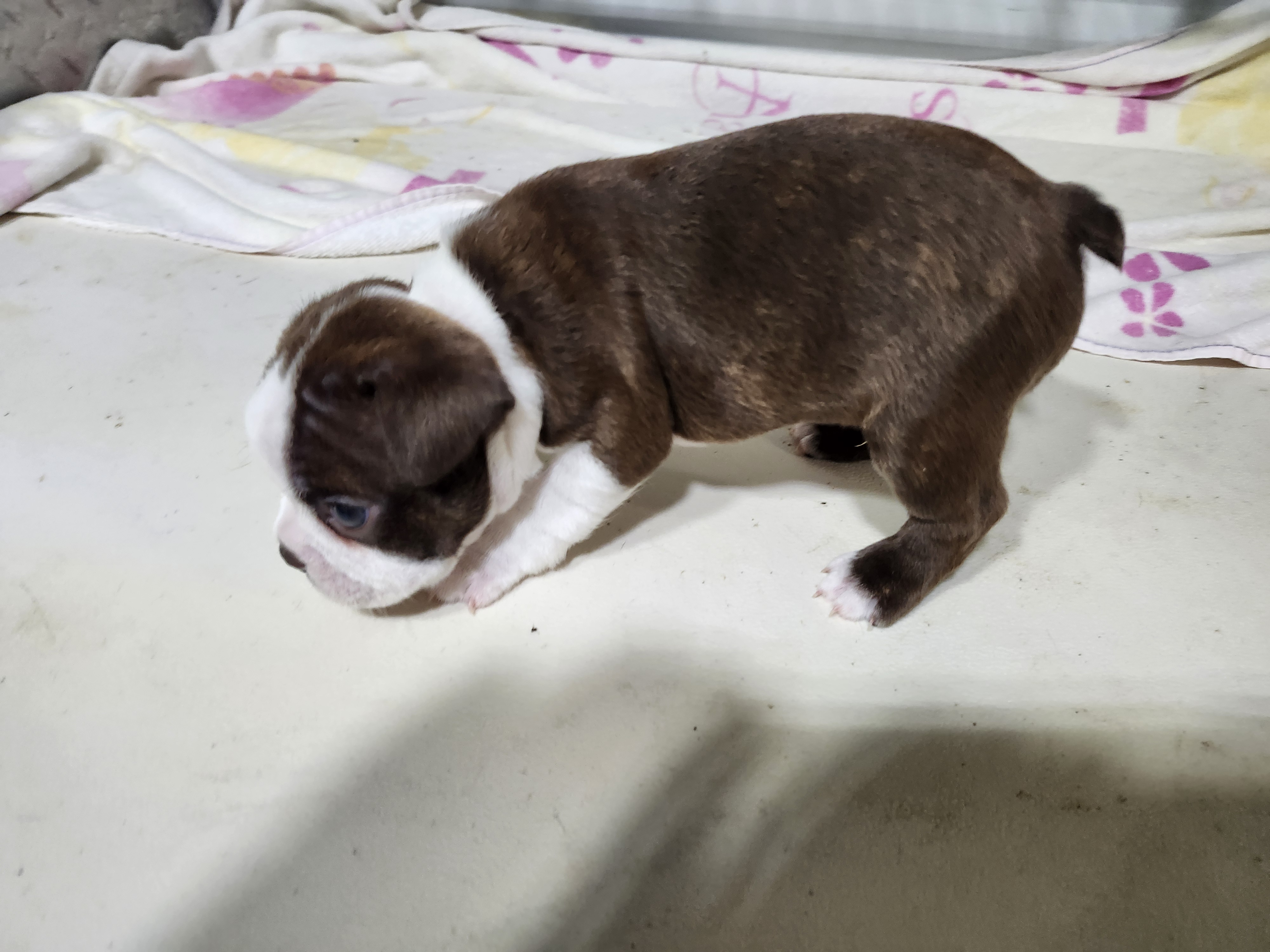 puppy, for, sale, Boston Terrier, Gayle  Baker, dog, breeder, Minneapolis, KS, dog-breeder, puppy-for-sale, forsale, nearby, find, puppyfind, locator, puppylocator, aca