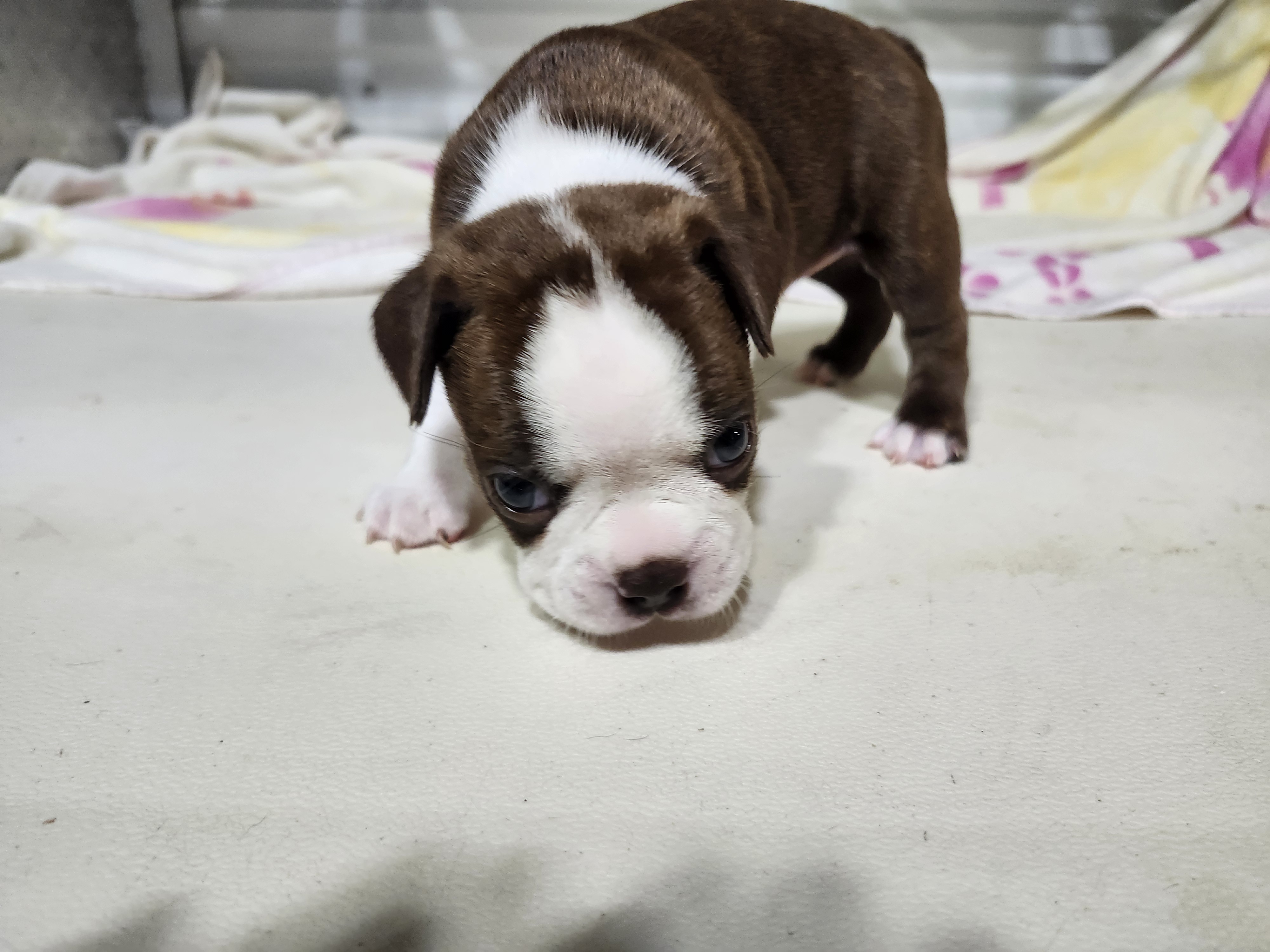 puppy, for, sale, Boston Terrier, Gayle  Baker, dog, breeder, Minneapolis, KS, dog-breeder, puppy-for-sale, forsale, nearby, find, puppyfind, locator, puppylocator, aca