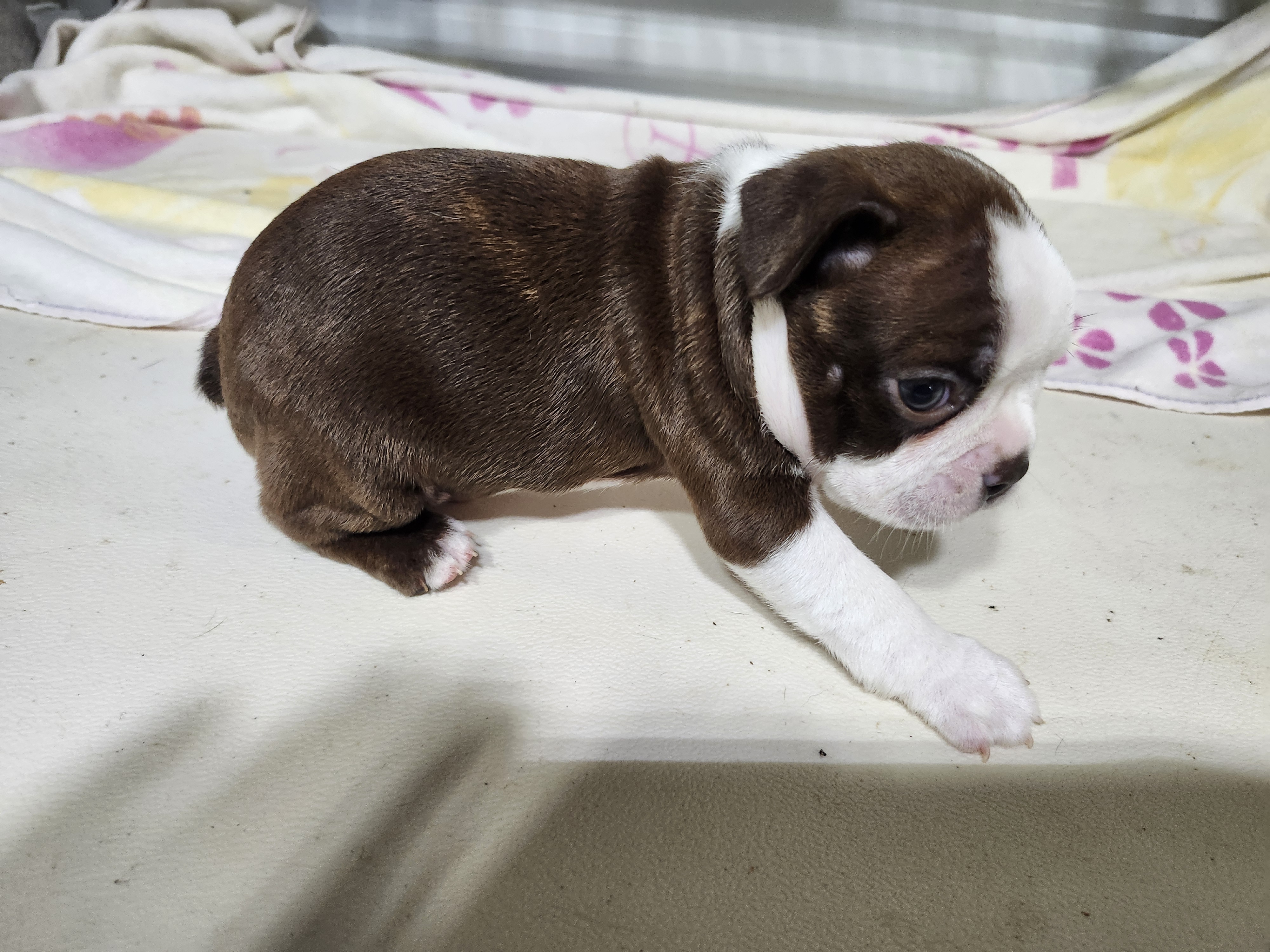 puppy, for, sale, Boston Terrier, Gayle  Baker, dog, breeder, Minneapolis, KS, dog-breeder, puppy-for-sale, forsale, nearby, find, puppyfind, locator, puppylocator, aca