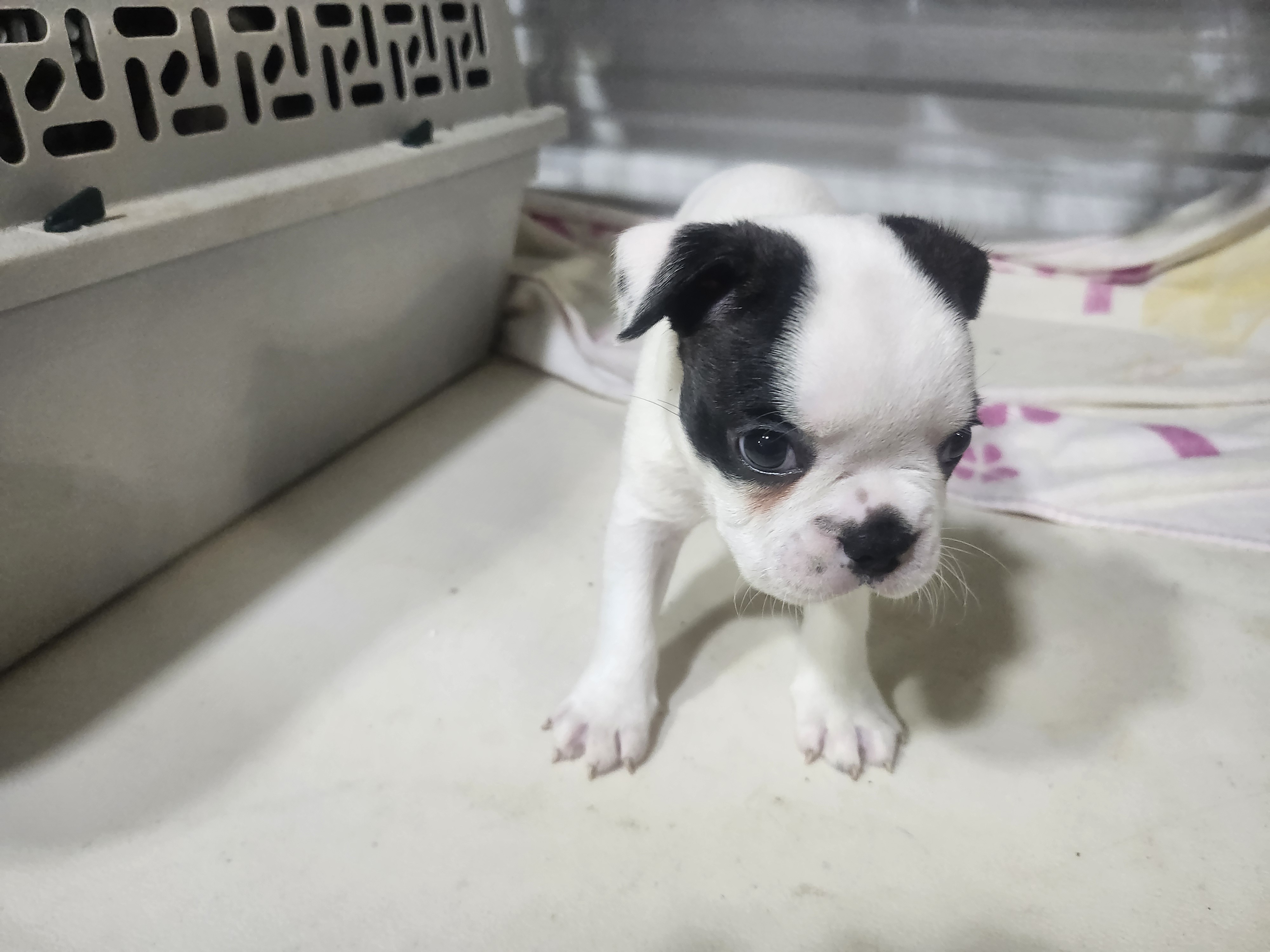 puppy, for, sale, Boston Terrier, Gayle  Baker, dog, breeder, Minneapolis, KS, dog-breeder, puppy-for-sale, forsale, nearby, find, puppyfind, locator, puppylocator, aca