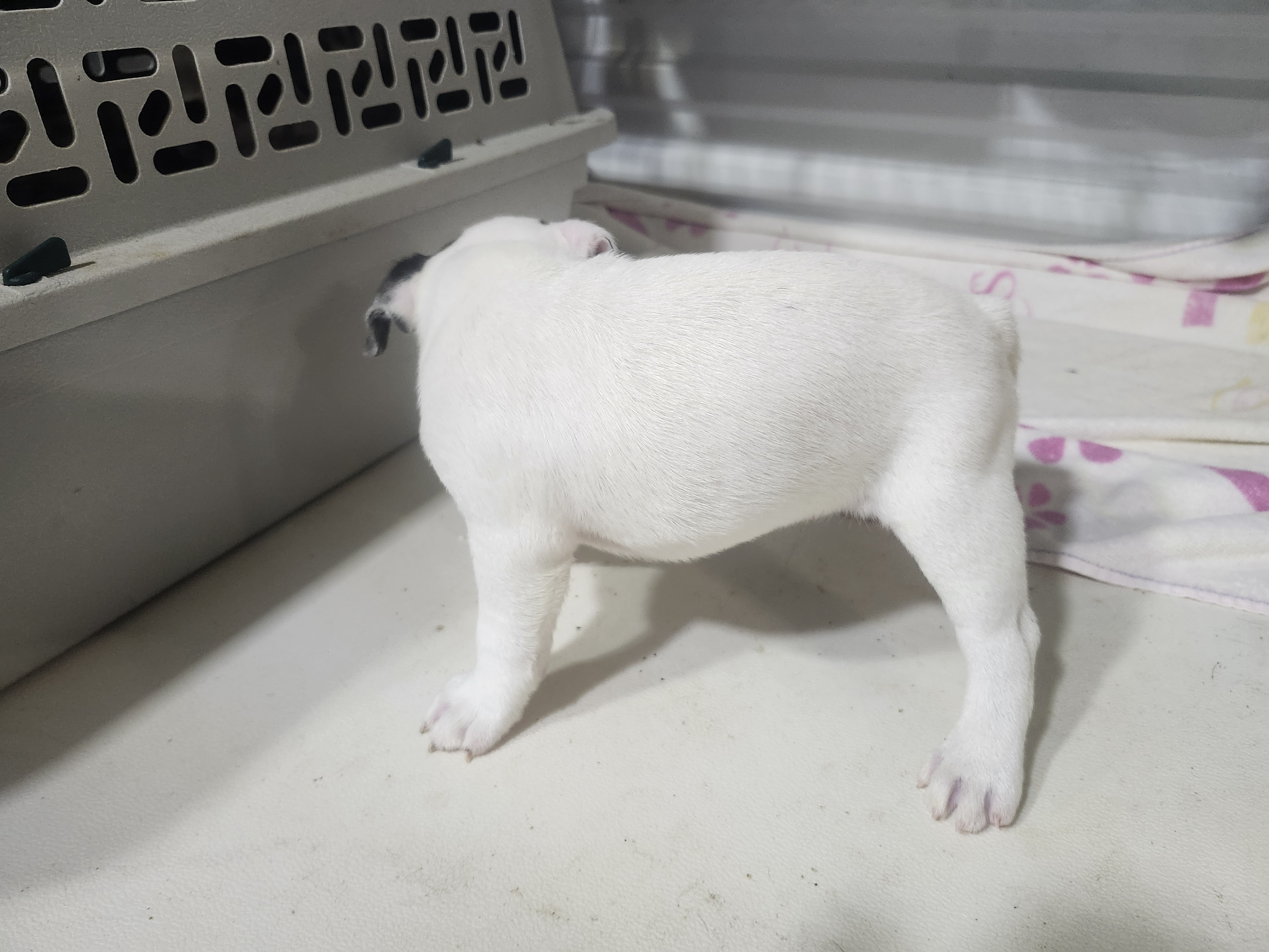 puppy, for, sale, Boston Terrier, Gayle  Baker, dog, breeder, Minneapolis, KS, dog-breeder, puppy-for-sale, forsale, nearby, find, puppyfind, locator, puppylocator, aca