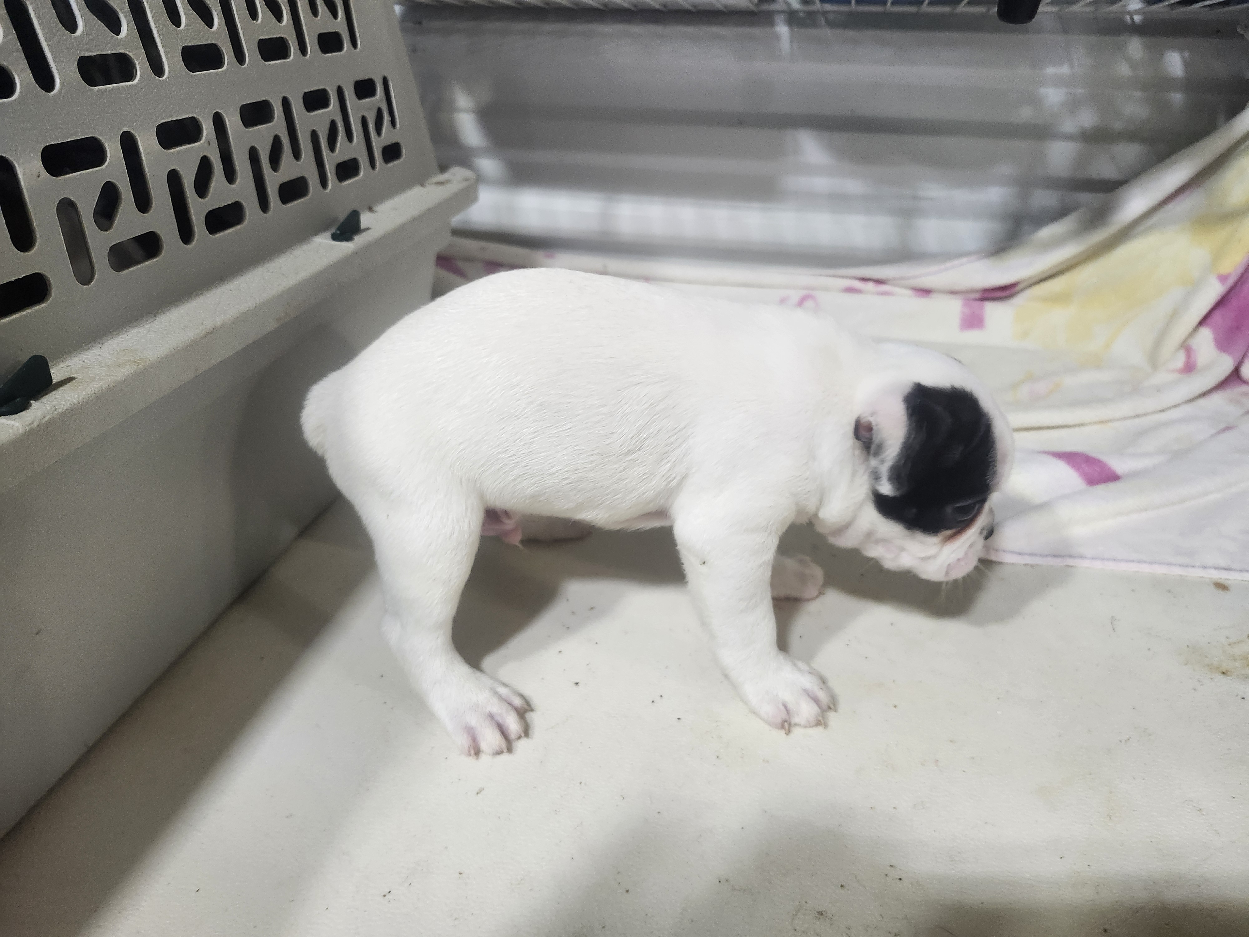 puppy, for, sale, Boston Terrier, Gayle  Baker, dog, breeder, Minneapolis, KS, dog-breeder, puppy-for-sale, forsale, nearby, find, puppyfind, locator, puppylocator, aca