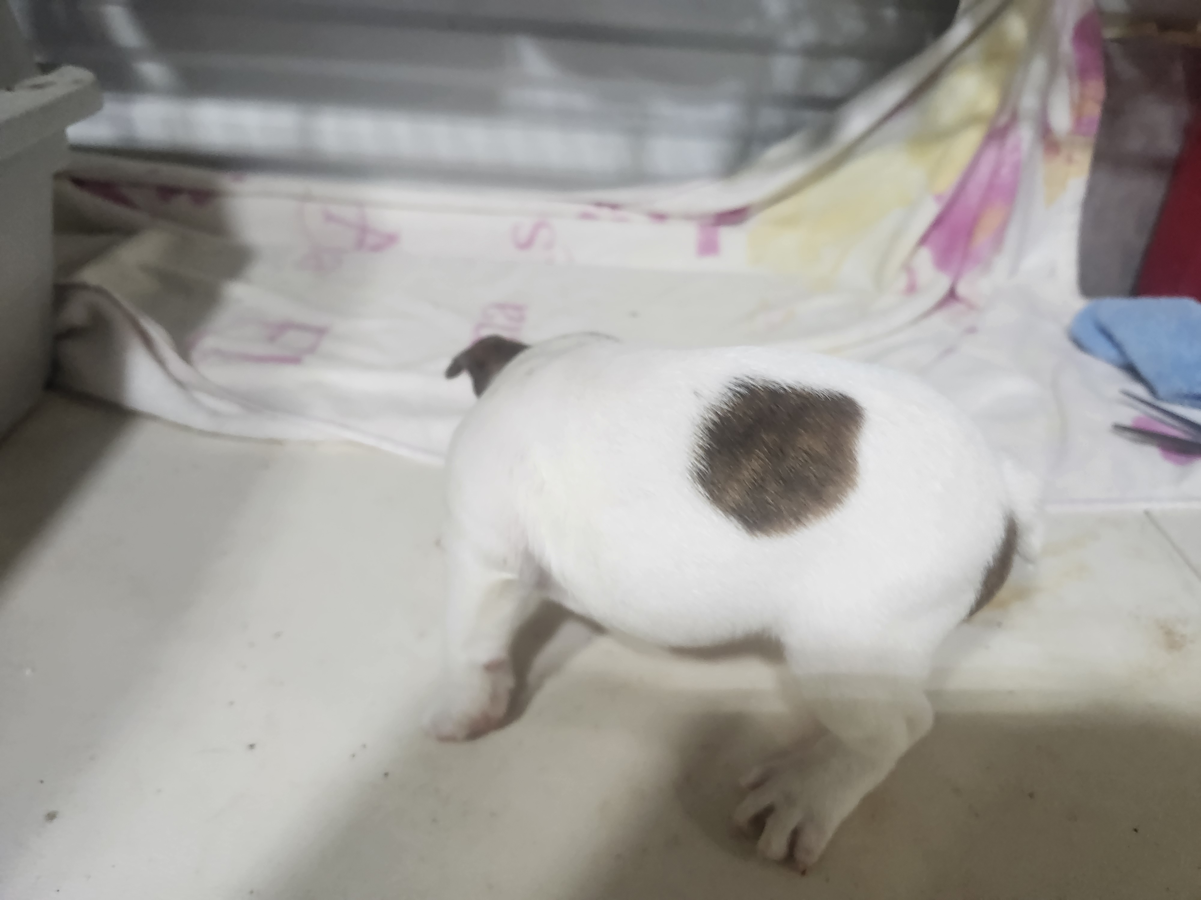 puppy, for, sale, Boston Terrier, Gayle  Baker, dog, breeder, Minneapolis, KS, dog-breeder, puppy-for-sale, forsale, nearby, find, puppyfind, locator, puppylocator, aca