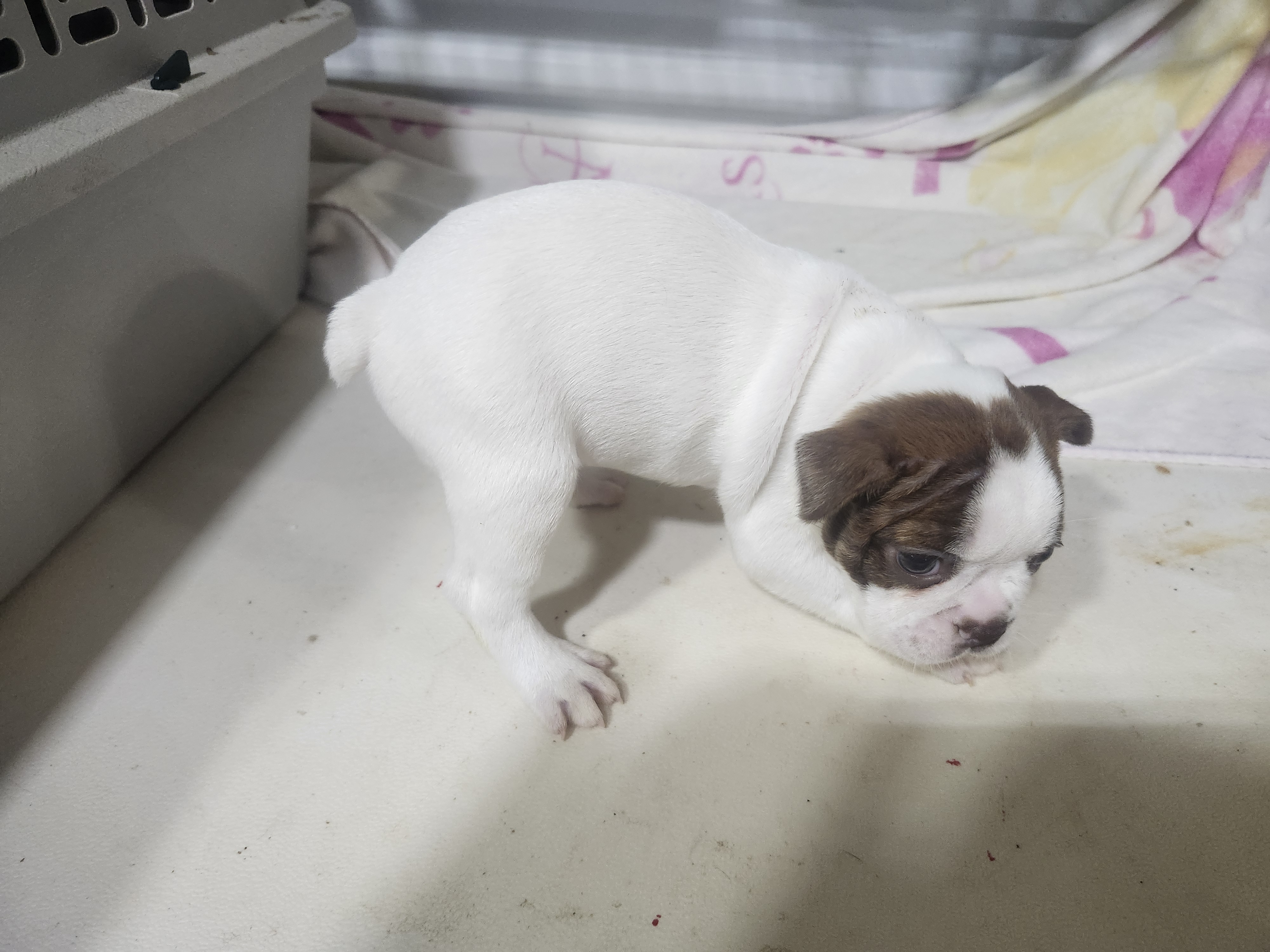 puppy, for, sale, Boston Terrier, Gayle  Baker, dog, breeder, Minneapolis, KS, dog-breeder, puppy-for-sale, forsale, nearby, find, puppyfind, locator, puppylocator, aca