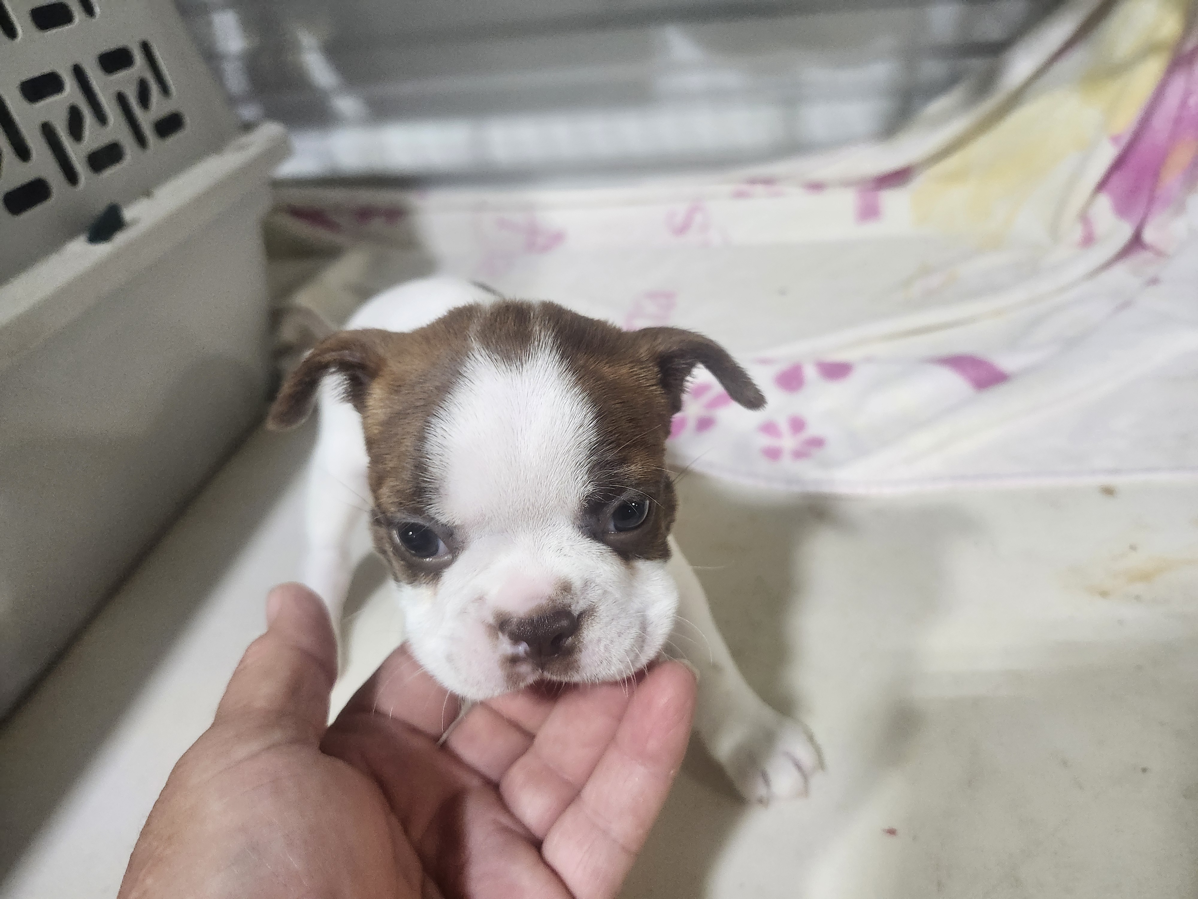 puppy, for, sale, Boston Terrier, Gayle  Baker, dog, breeder, Minneapolis, KS, dog-breeder, puppy-for-sale, forsale, nearby, find, puppyfind, locator, puppylocator, aca