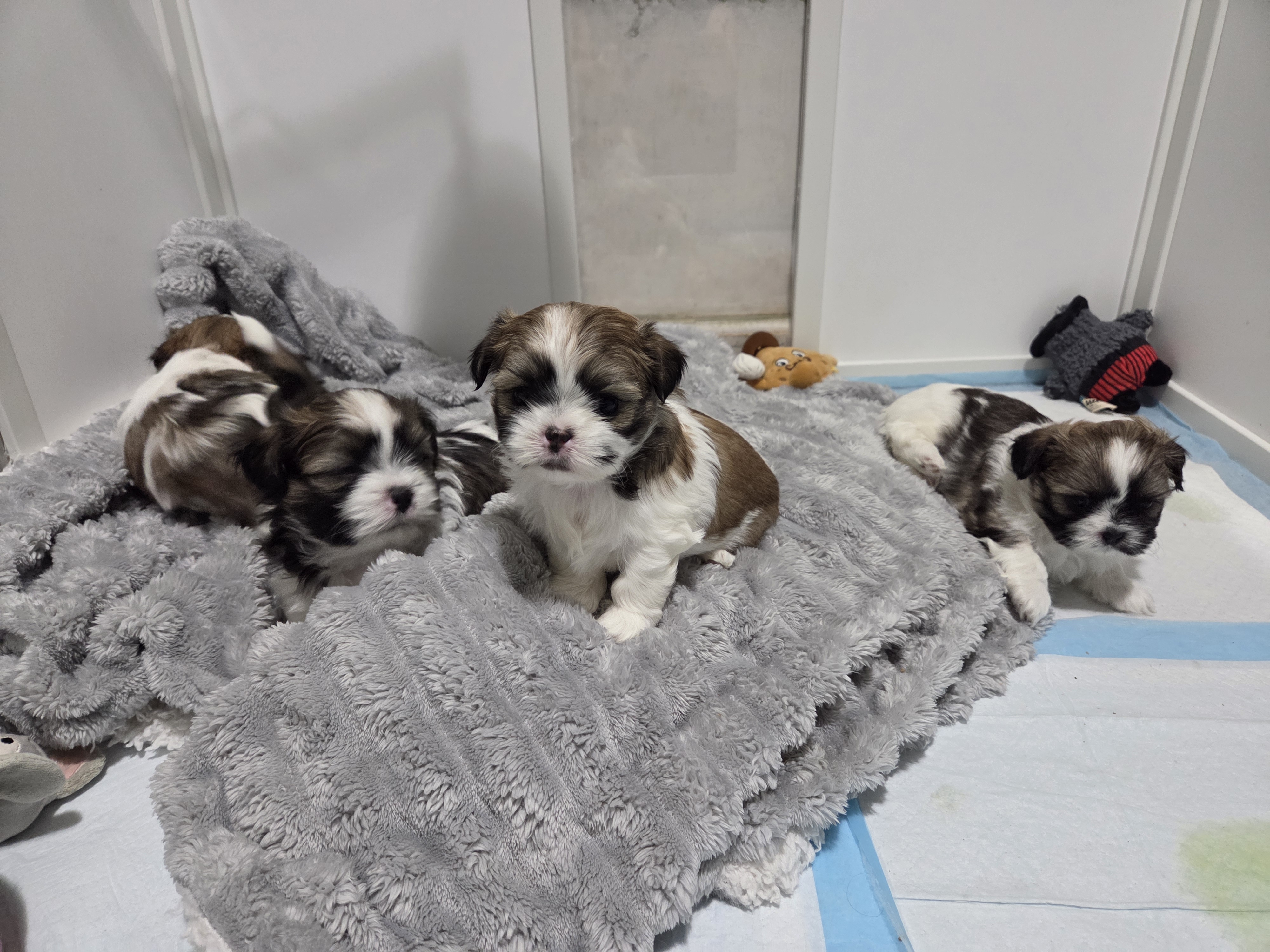 puppy, for, sale, Shih Tzu, STEPHANIE LYNN SALAMONE, dog, breeder, GLEN BURNIE, MD, dog-breeder, puppy-for-sale, forsale, nearby, find, puppyfind, locator, puppylocator, aca