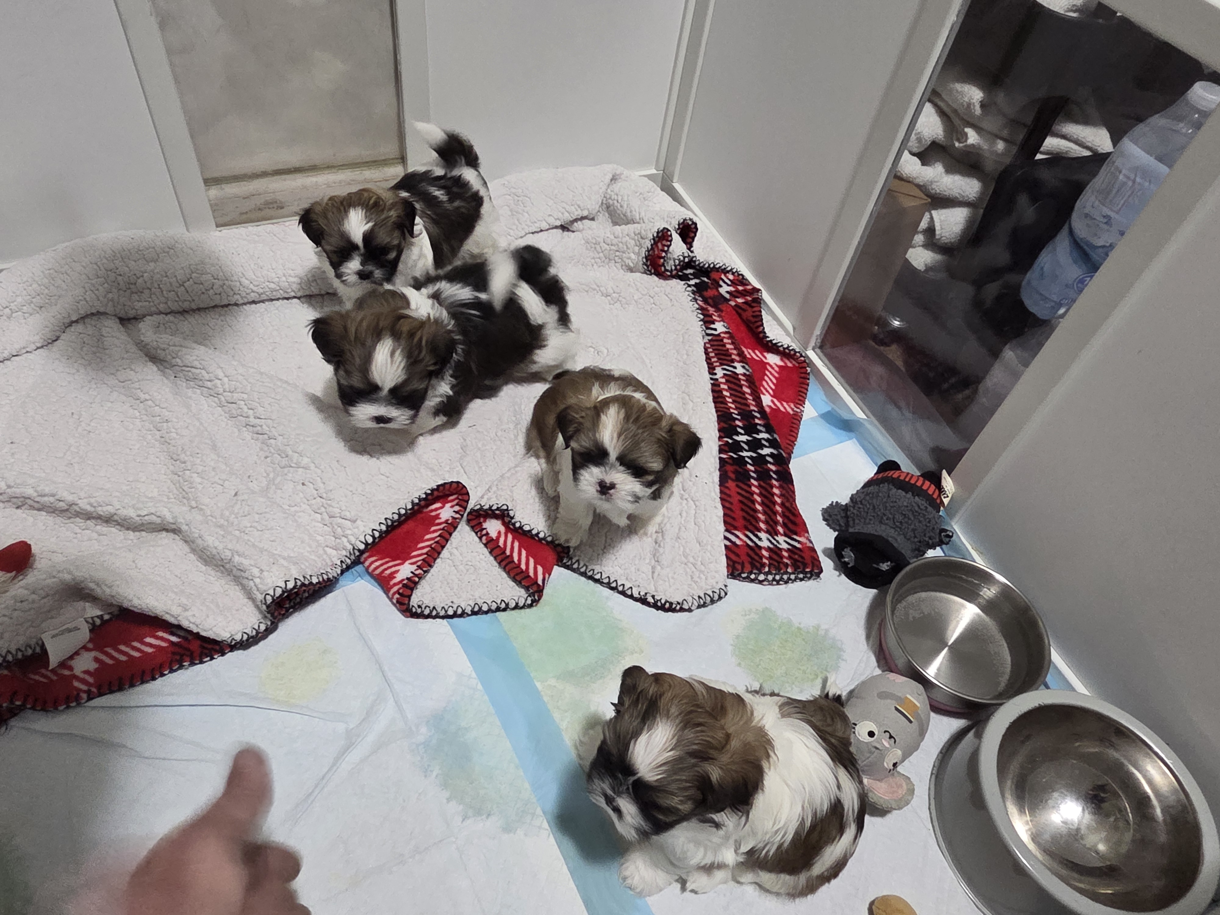 puppy, for, sale, Shih Tzu, STEPHANIE LYNN SALAMONE, dog, breeder, GLEN BURNIE, MD, dog-breeder, puppy-for-sale, forsale, nearby, find, puppyfind, locator, puppylocator, aca