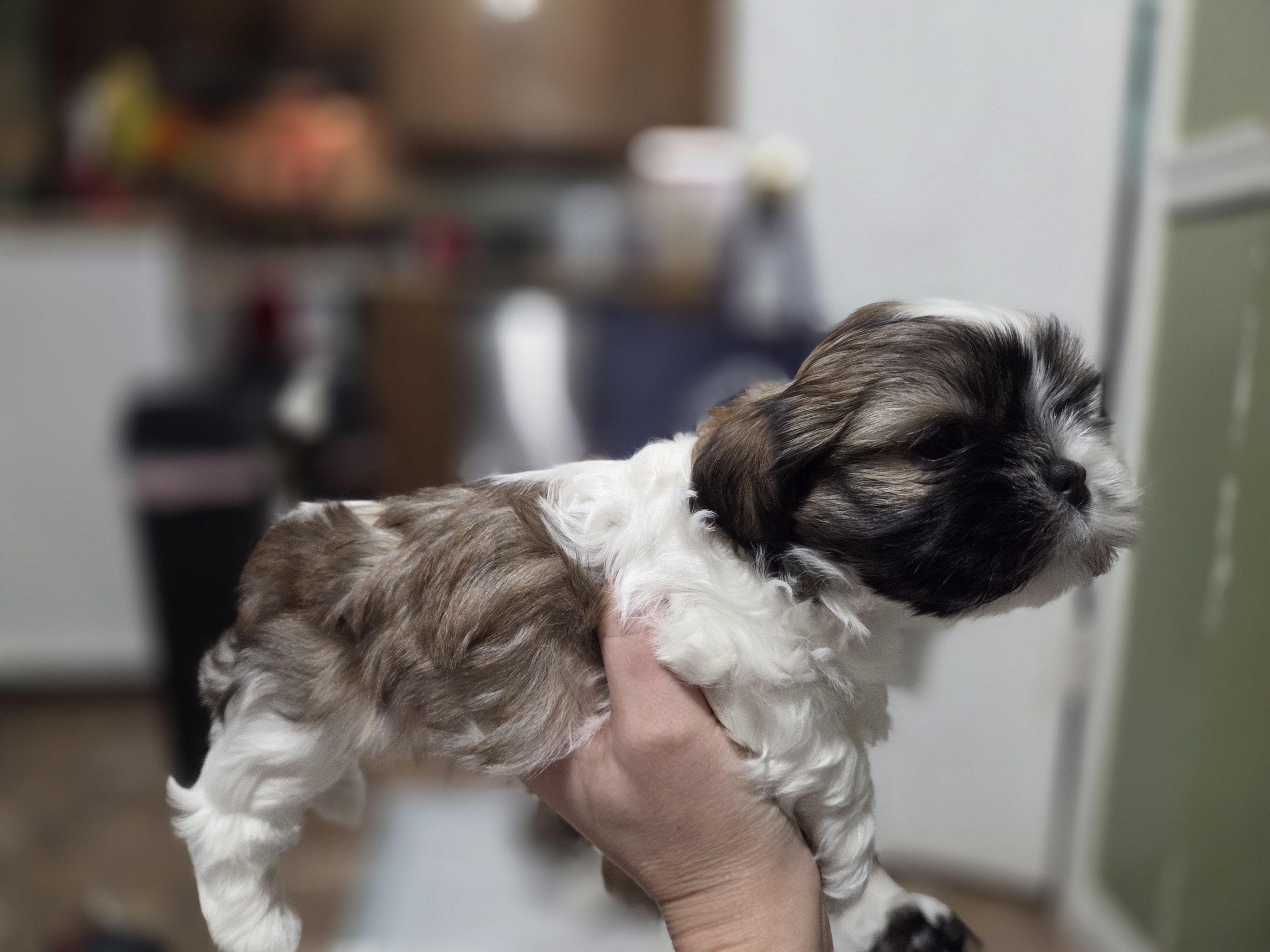 puppy, for, sale, Shih Tzu, STEPHANIE LYNN SALAMONE, dog, breeder, GLEN BURNIE, MD, dog-breeder, puppy-for-sale, forsale, nearby, find, puppyfind, locator, puppylocator, aca