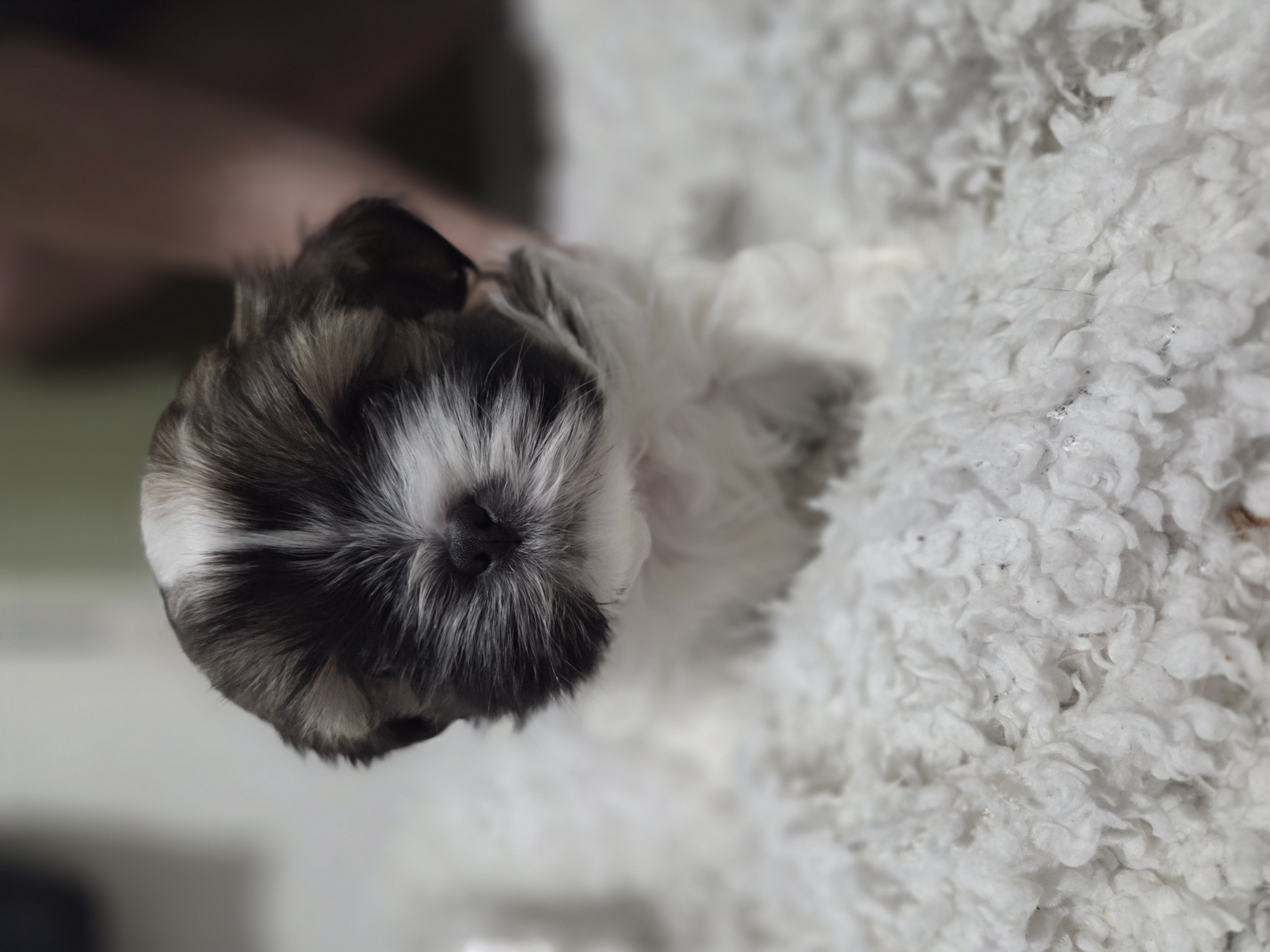 puppy, for, sale, Shih Tzu, STEPHANIE LYNN SALAMONE, dog, breeder, GLEN BURNIE, MD, dog-breeder, puppy-for-sale, forsale, nearby, find, puppyfind, locator, puppylocator, aca