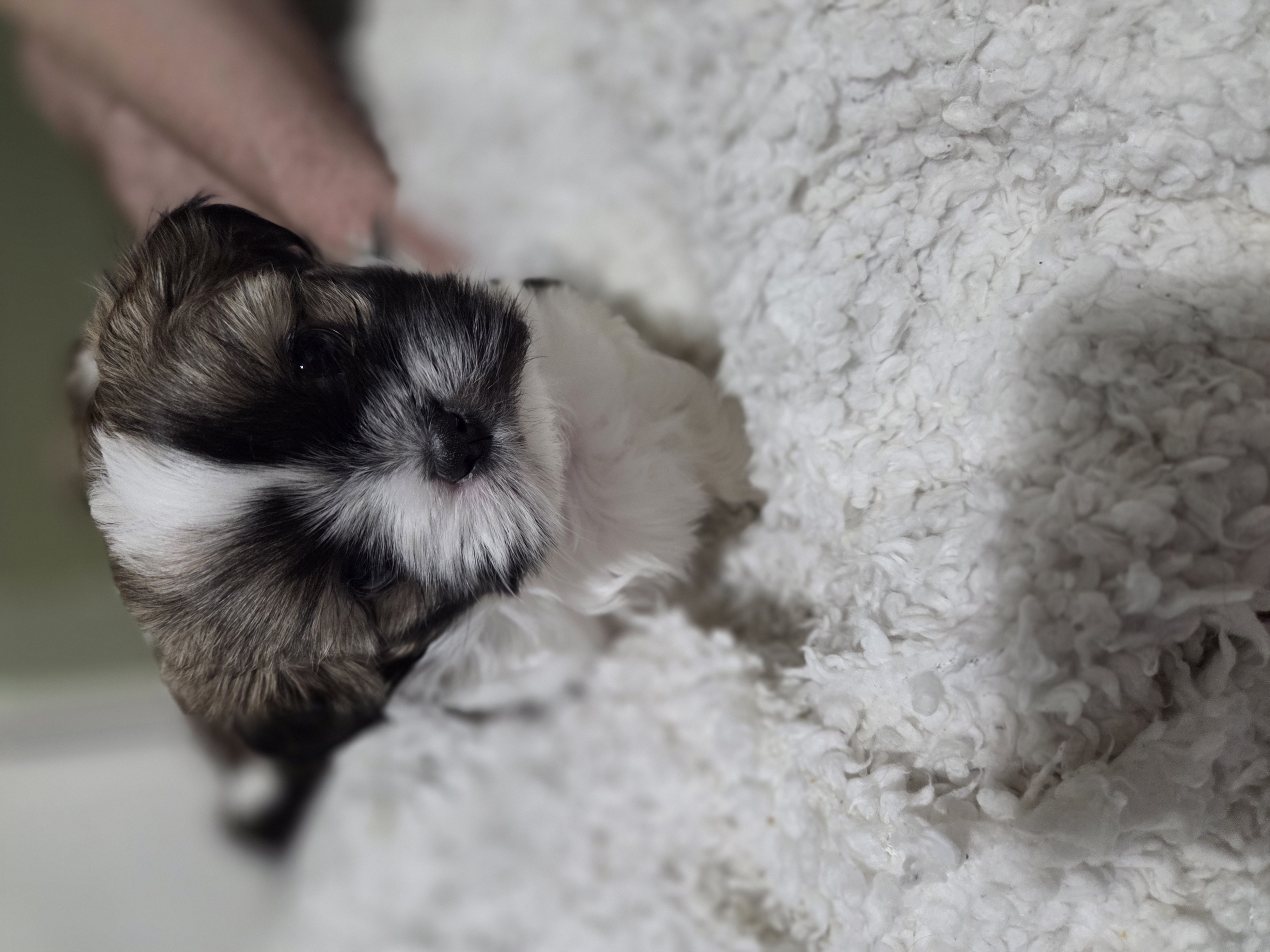 puppy, for, sale, Shih Tzu, STEPHANIE LYNN SALAMONE, dog, breeder, GLEN BURNIE, MD, dog-breeder, puppy-for-sale, forsale, nearby, find, puppyfind, locator, puppylocator, aca