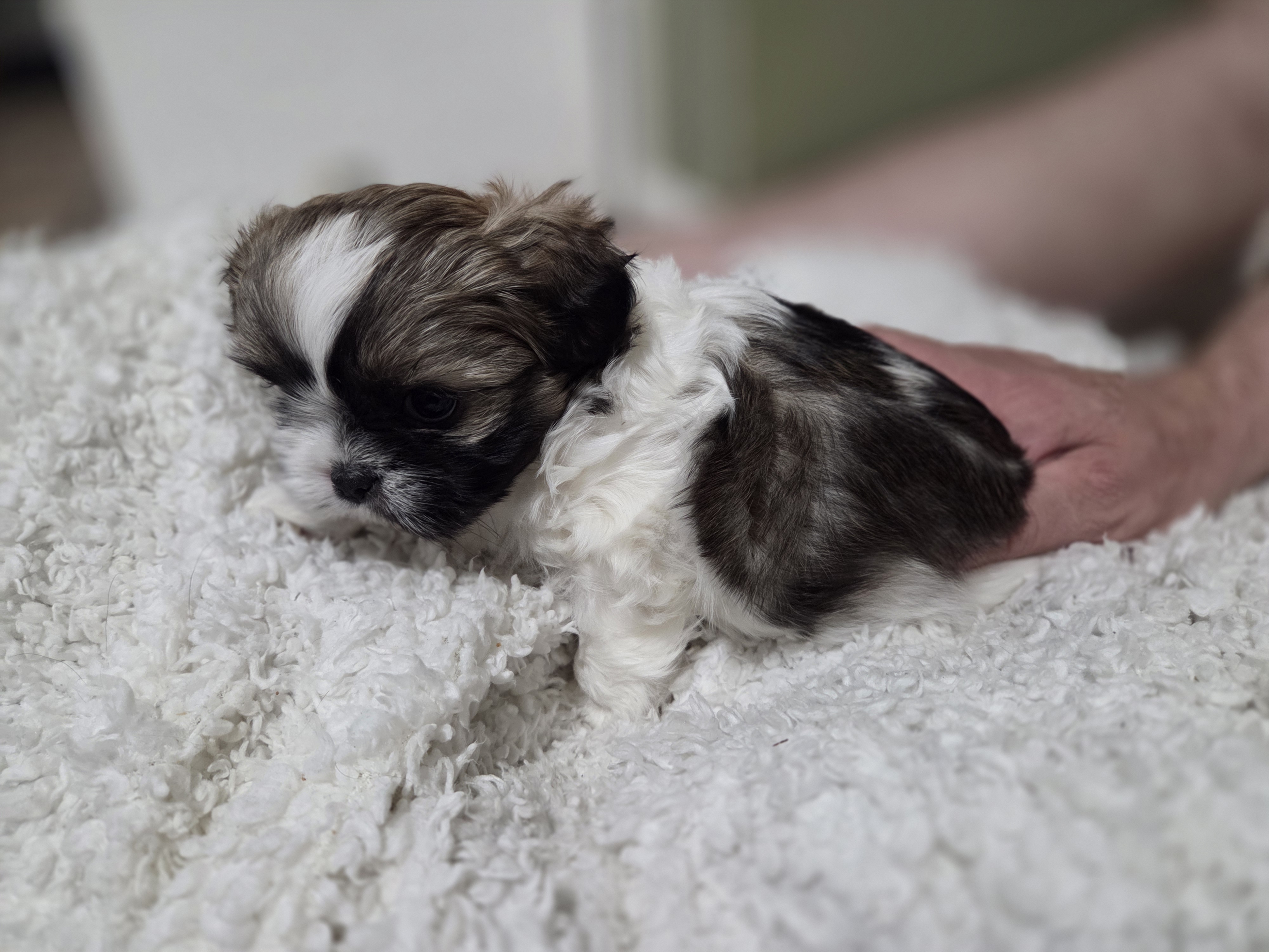 puppy, for, sale, Shih Tzu, STEPHANIE LYNN SALAMONE, dog, breeder, GLEN BURNIE, MD, dog-breeder, puppy-for-sale, forsale, nearby, find, puppyfind, locator, puppylocator, aca