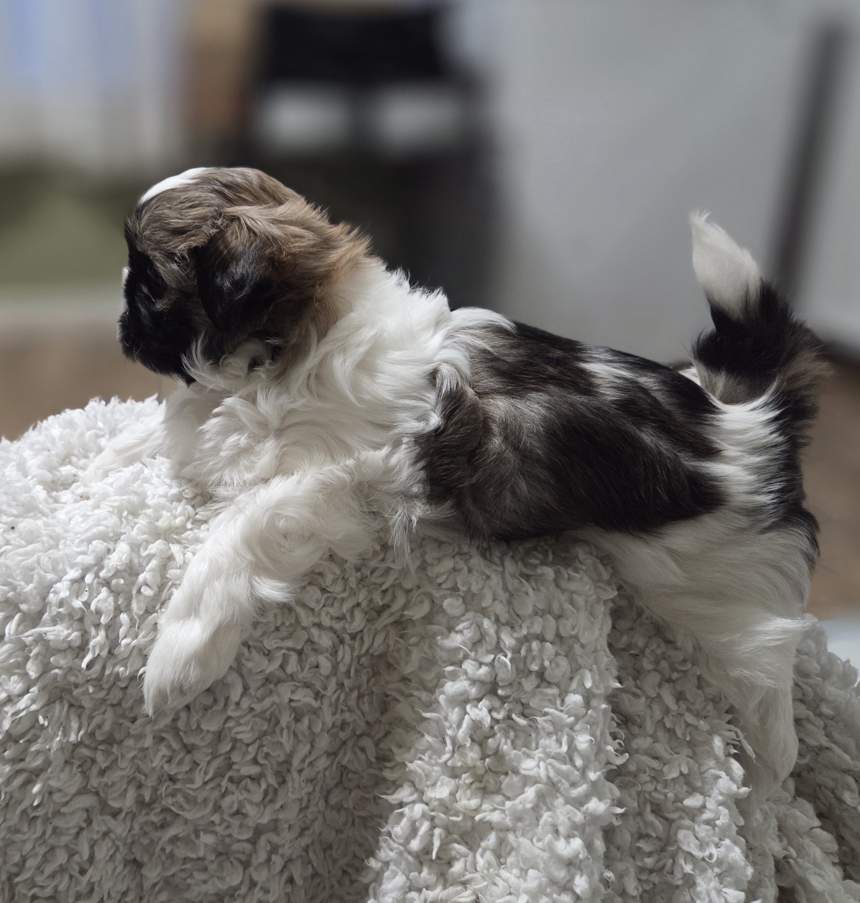 puppy, for, sale, Shih Tzu, STEPHANIE LYNN SALAMONE, dog, breeder, GLEN BURNIE, MD, dog-breeder, puppy-for-sale, forsale, nearby, find, puppyfind, locator, puppylocator, aca