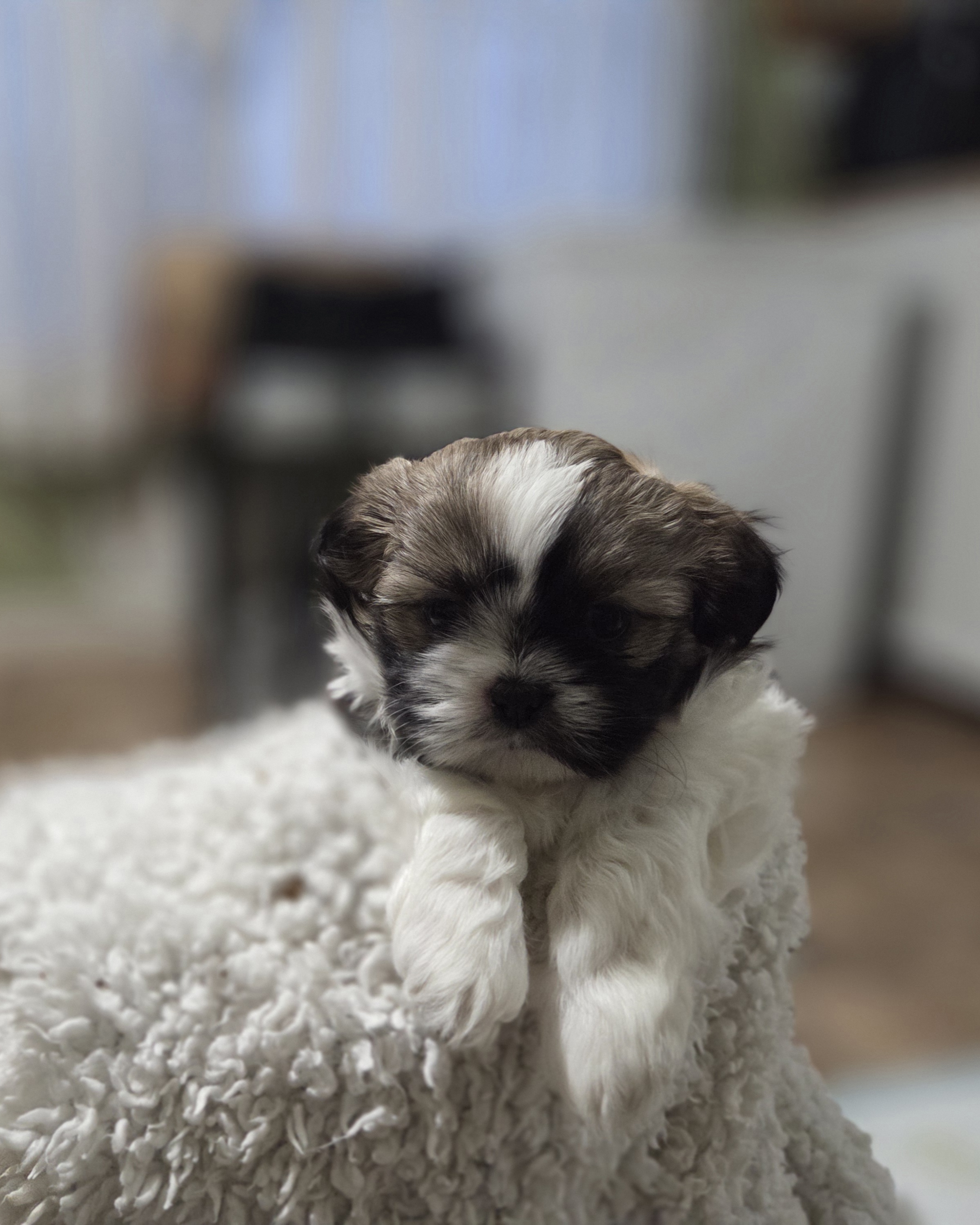 puppy, for, sale, Shih Tzu, STEPHANIE LYNN SALAMONE, dog, breeder, GLEN BURNIE, MD, dog-breeder, puppy-for-sale, forsale, nearby, find, puppyfind, locator, puppylocator, aca