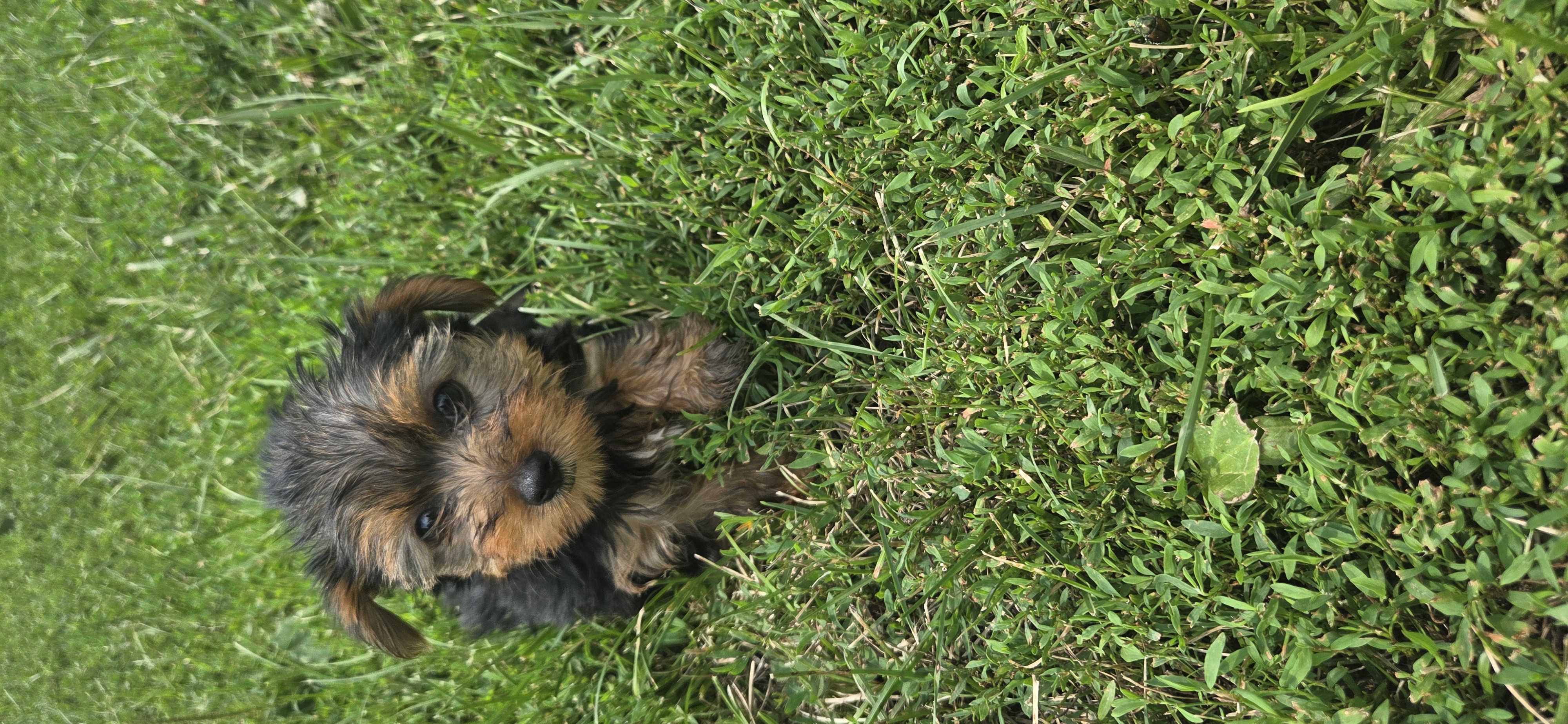 puppy, for, sale, Yorkshire Terrier, Mike  Bearden, dog, breeder, Salisbury, MO, dog-breeder, puppy-for-sale, forsale, nearby, find, puppyfind, locator, puppylocator, aca