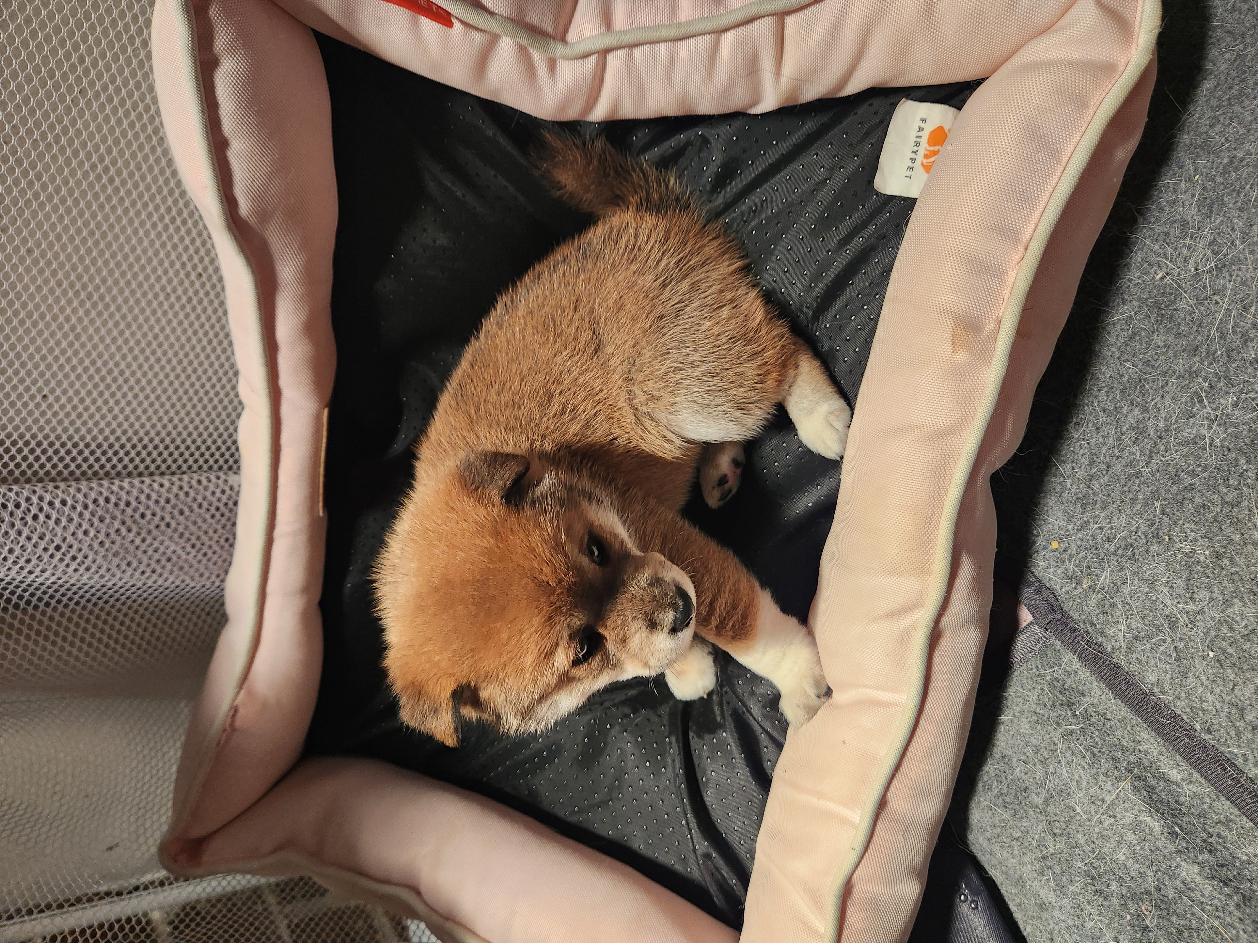 puppy, for, sale, Shiba Inu, Mileiry  Rodriguez-Barbosa, dog, breeder, Reading, PA, dog-breeder, puppy-for-sale, forsale, nearby, find, puppyfind, locator, puppylocator, aca