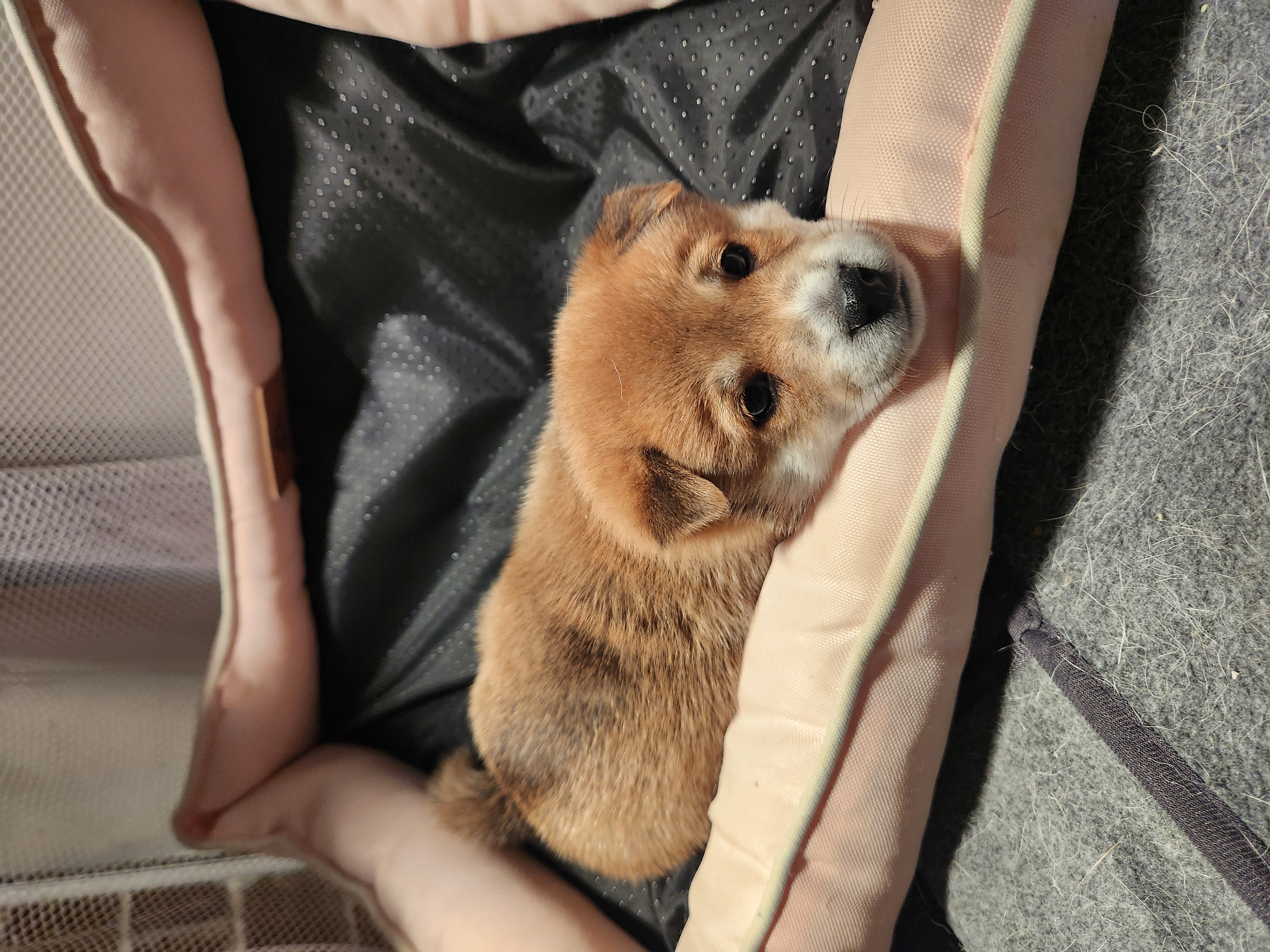 puppy, for, sale, Shiba Inu, Mileiry  Rodriguez-Barbosa, dog, breeder, Reading, PA, dog-breeder, puppy-for-sale, forsale, nearby, find, puppyfind, locator, puppylocator, aca