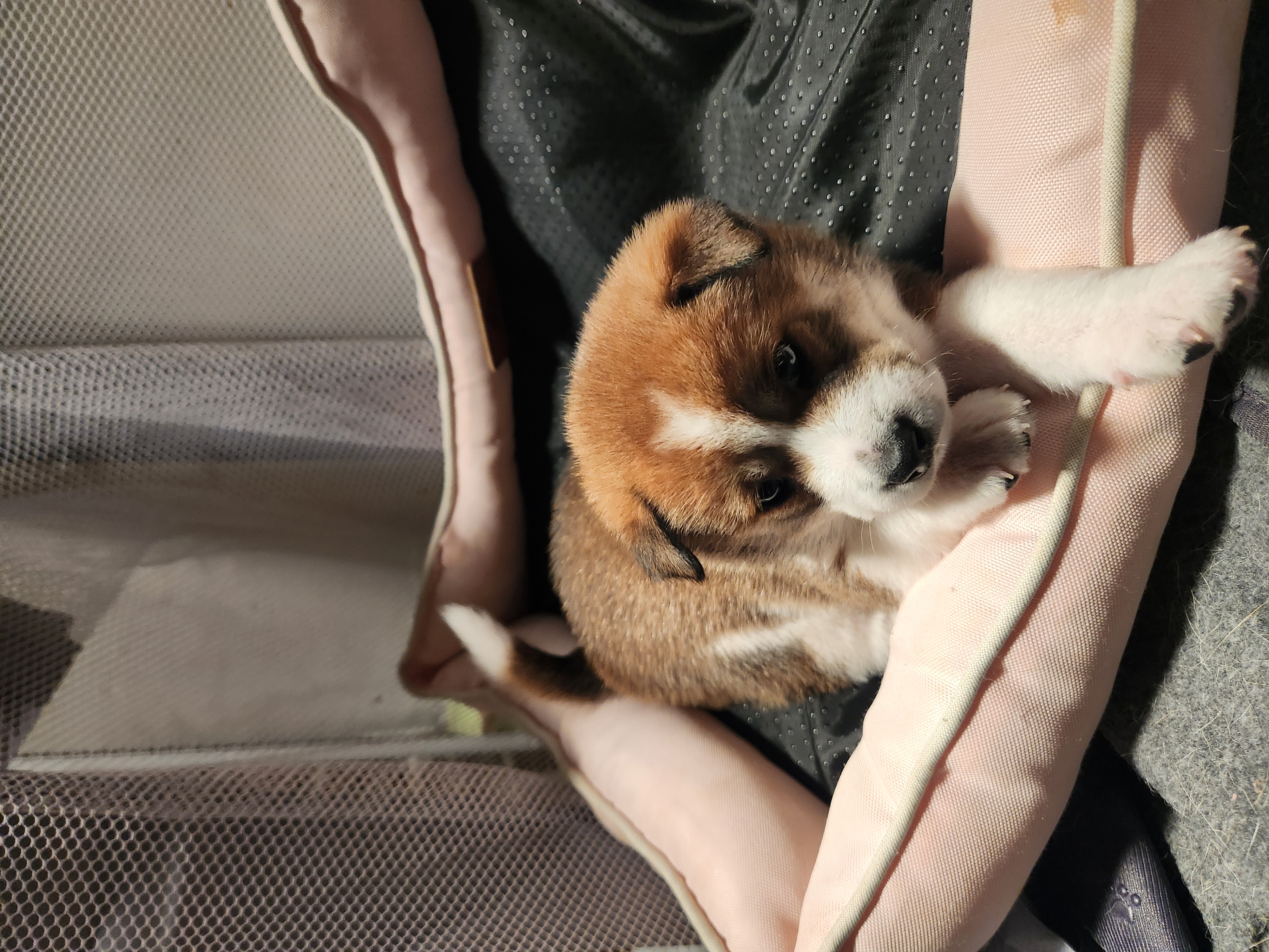 puppy, for, sale, Shiba Inu, Mileiry  Rodriguez-Barbosa, dog, breeder, Reading, PA, dog-breeder, puppy-for-sale, forsale, nearby, find, puppyfind, locator, puppylocator, aca