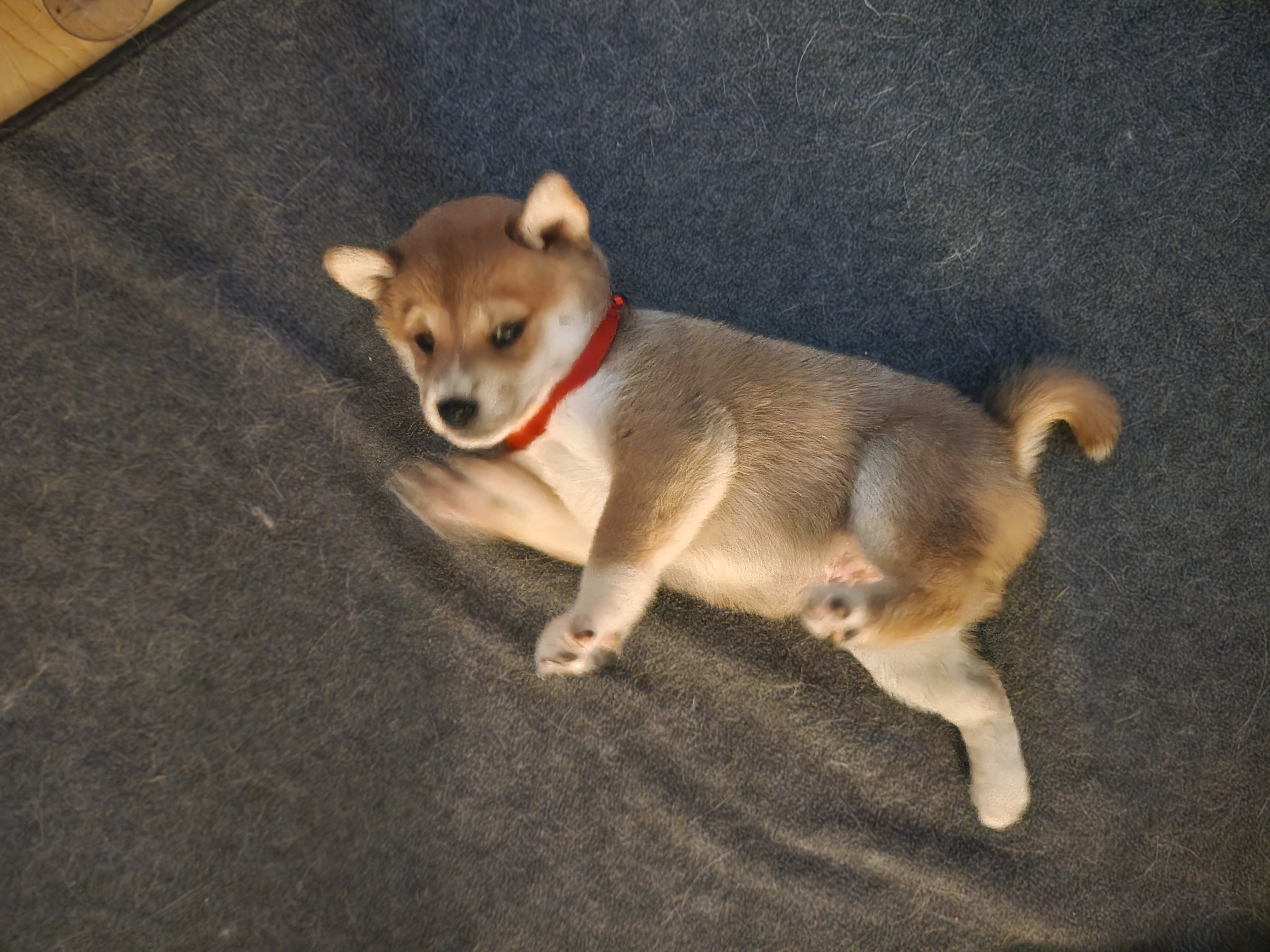 puppy, for, sale, Shiba Inu, Mileiry  Rodriguez-Barbosa, dog, breeder, Reading, PA, dog-breeder, puppy-for-sale, forsale, nearby, find, puppyfind, locator, puppylocator, aca