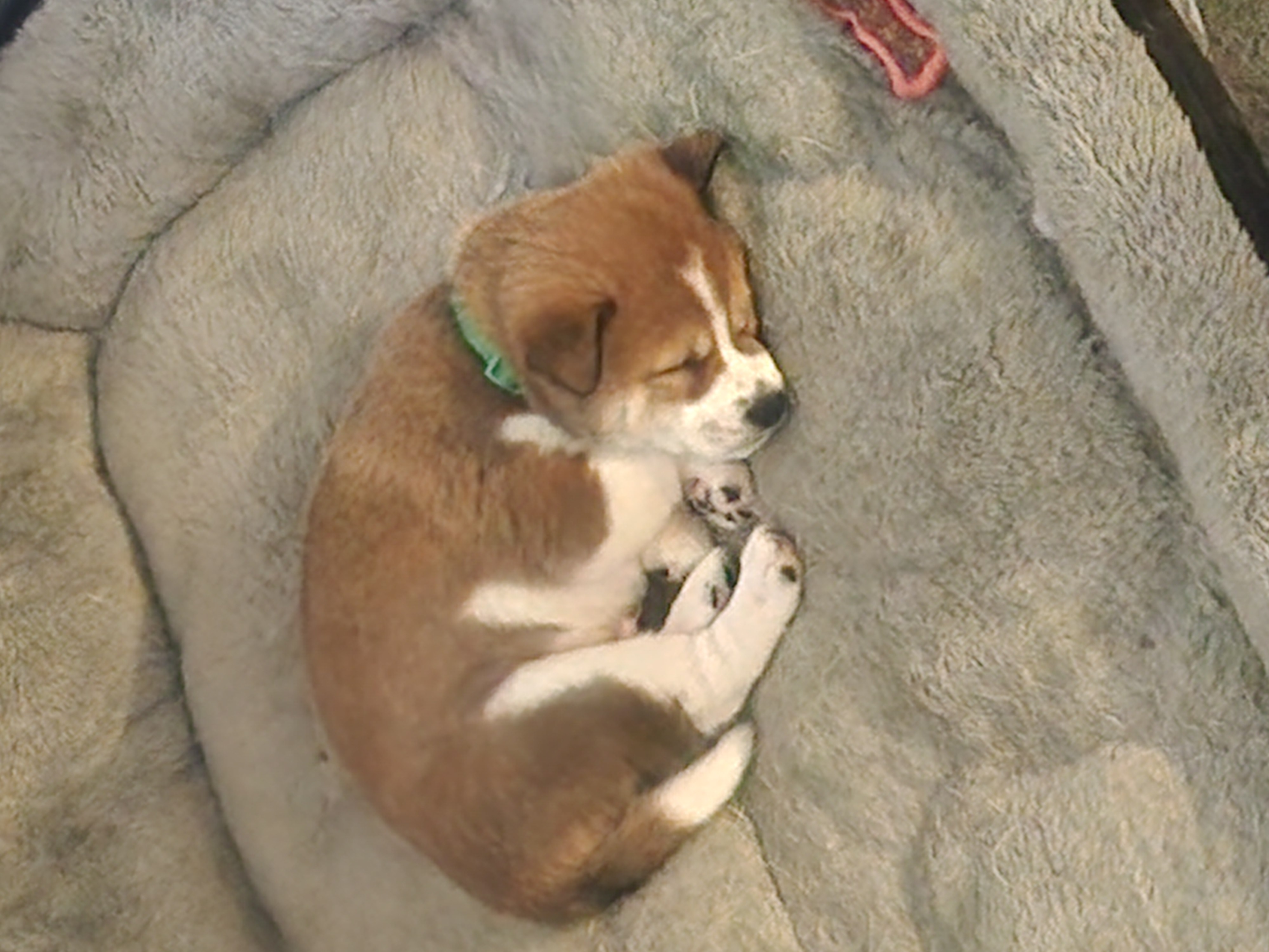 puppy, for, sale, Shiba Inu, Mileiry  Rodriguez-Barbosa, dog, breeder, Reading, PA, dog-breeder, puppy-for-sale, forsale, nearby, find, puppyfind, locator, puppylocator, aca