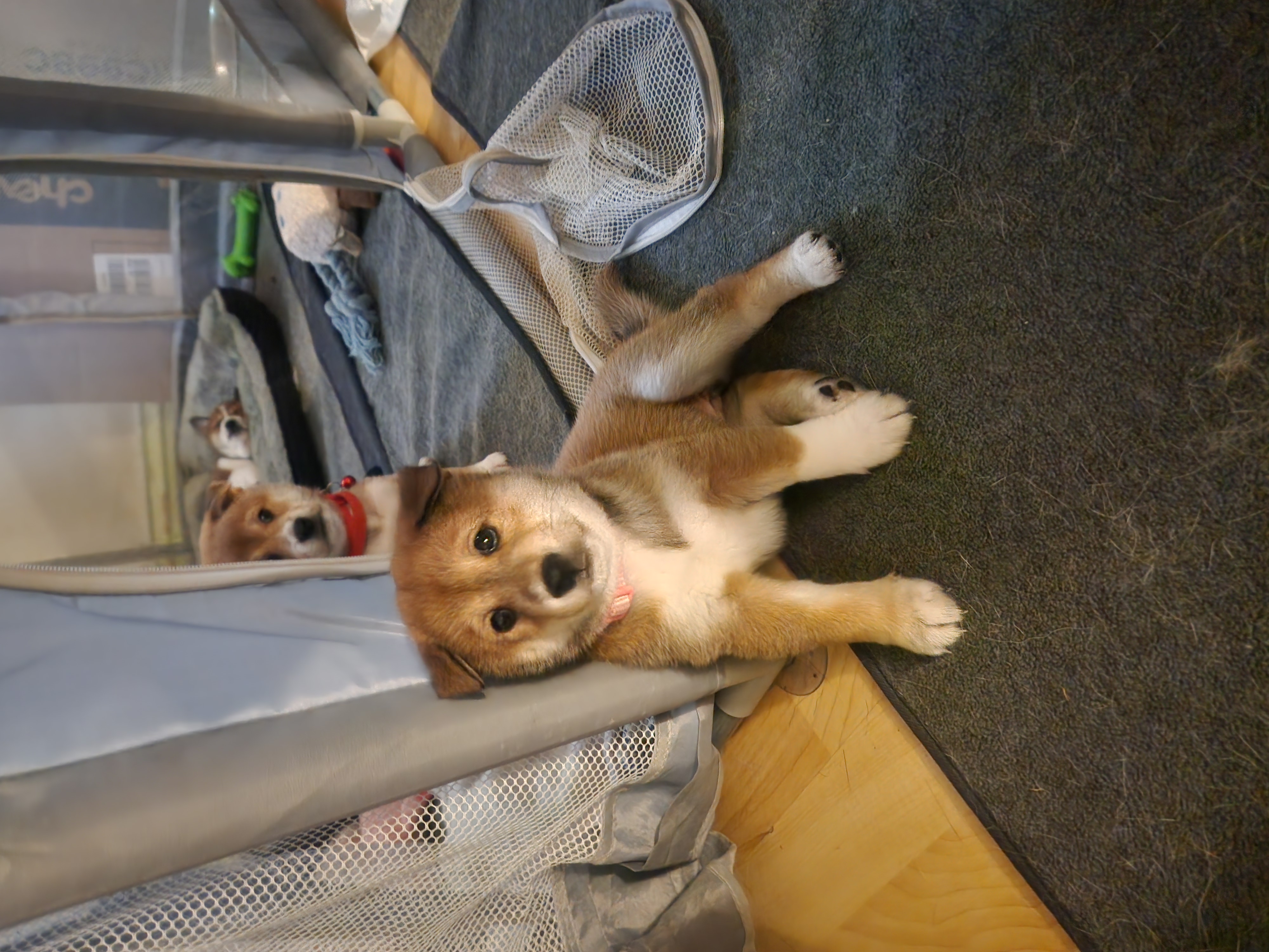 puppy, for, sale, Shiba Inu, Mileiry  Rodriguez-Barbosa, dog, breeder, Reading, PA, dog-breeder, puppy-for-sale, forsale, nearby, find, puppyfind, locator, puppylocator, aca