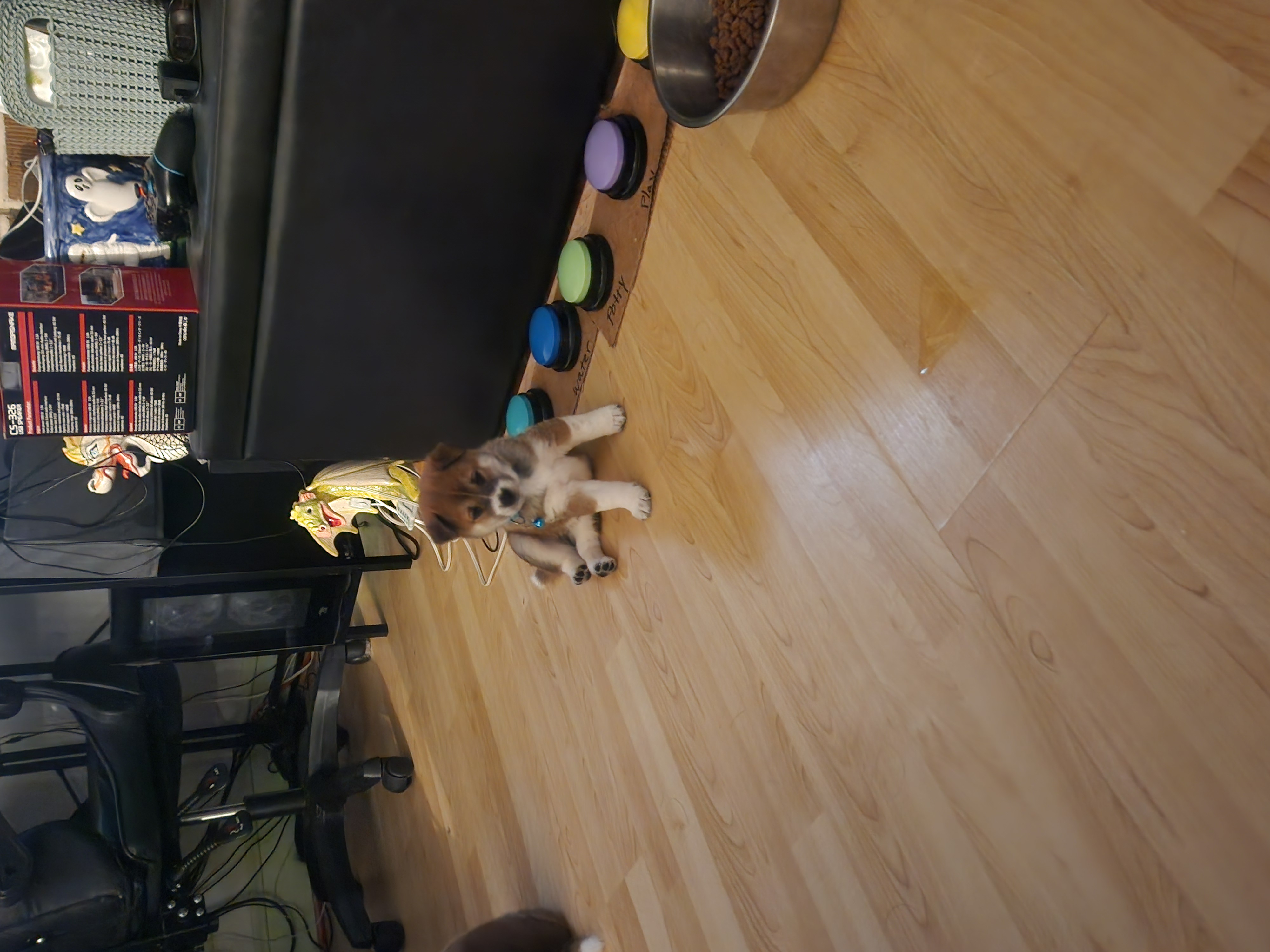 puppy, for, sale, Shiba Inu, Mileiry  Rodriguez-Barbosa, dog, breeder, Reading, PA, dog-breeder, puppy-for-sale, forsale, nearby, find, puppyfind, locator, puppylocator, aca