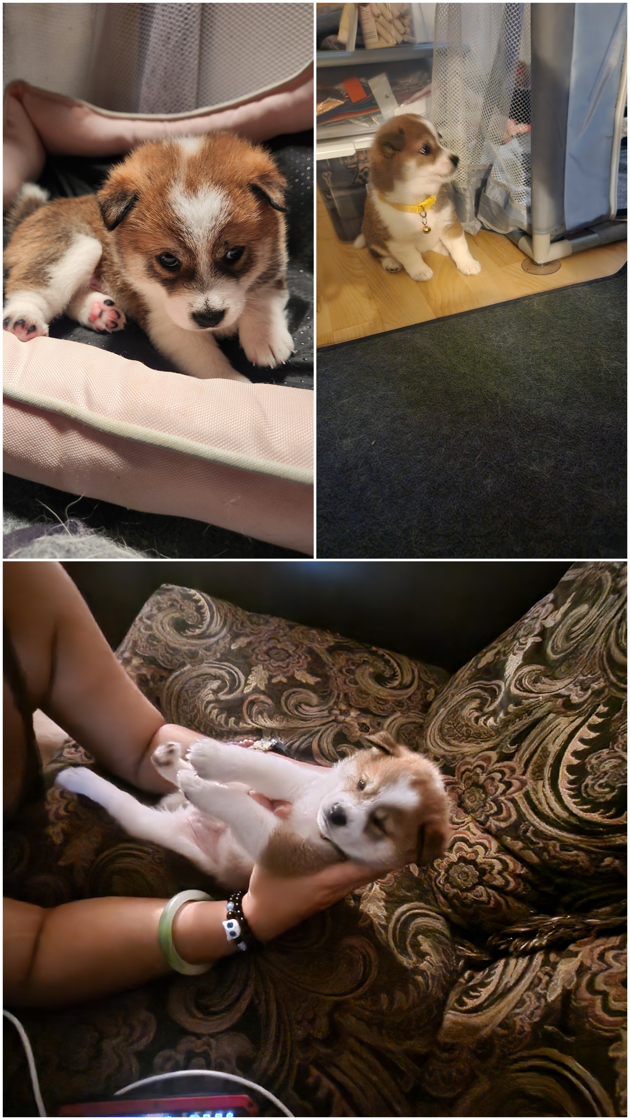 puppy, for, sale, Shiba Inu, Mileiry  Rodriguez-Barbosa, dog, breeder, Reading, PA, dog-breeder, puppy-for-sale, forsale, nearby, find, puppyfind, locator, puppylocator, aca