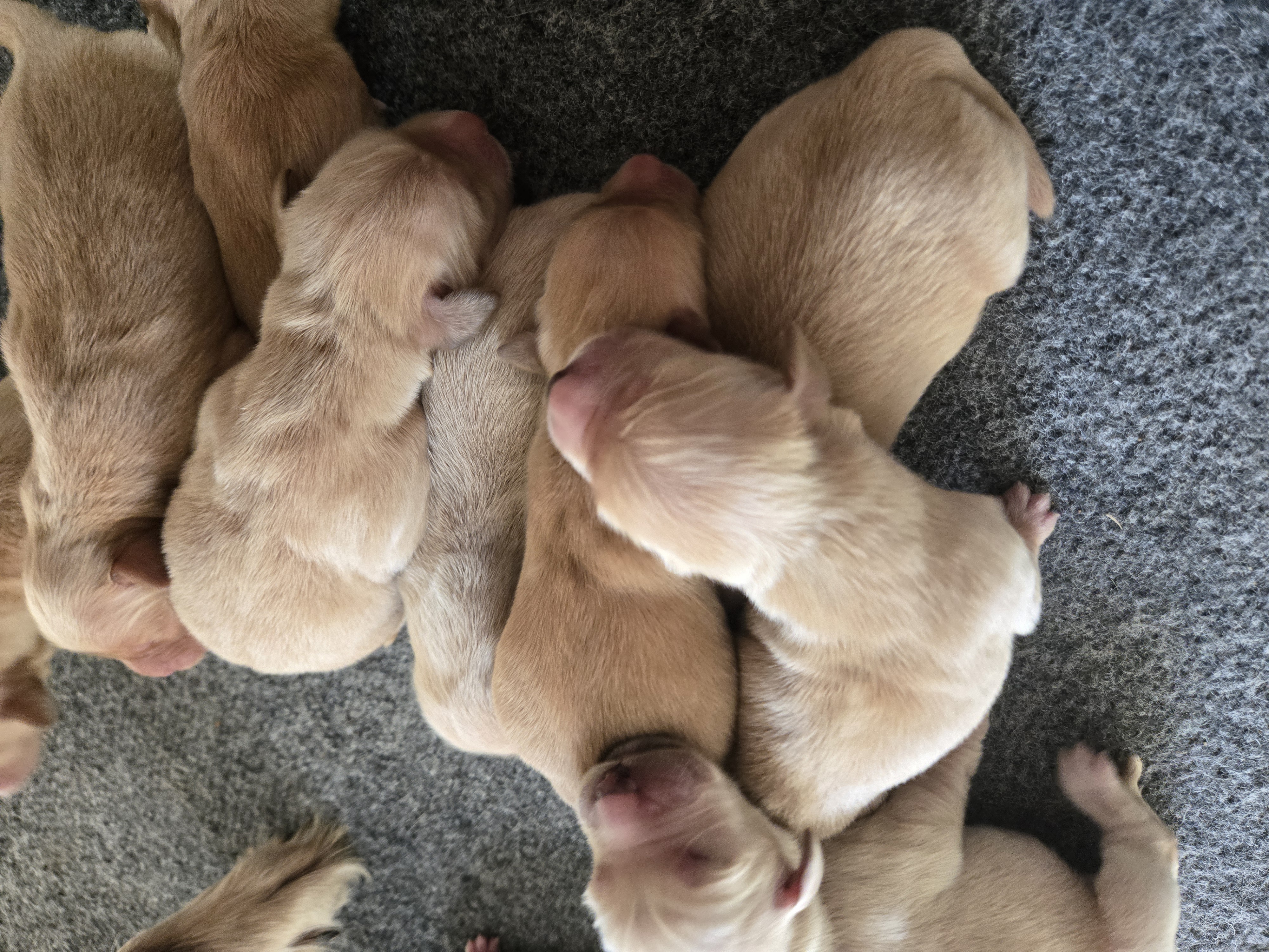 puppy, for, sale, Golden Retriever, JESSICA M SULLIVAN, dog, breeder, DECATUR, TX, dog-breeder, puppy-for-sale, forsale, nearby, find, puppyfind, locator, puppylocator, aca