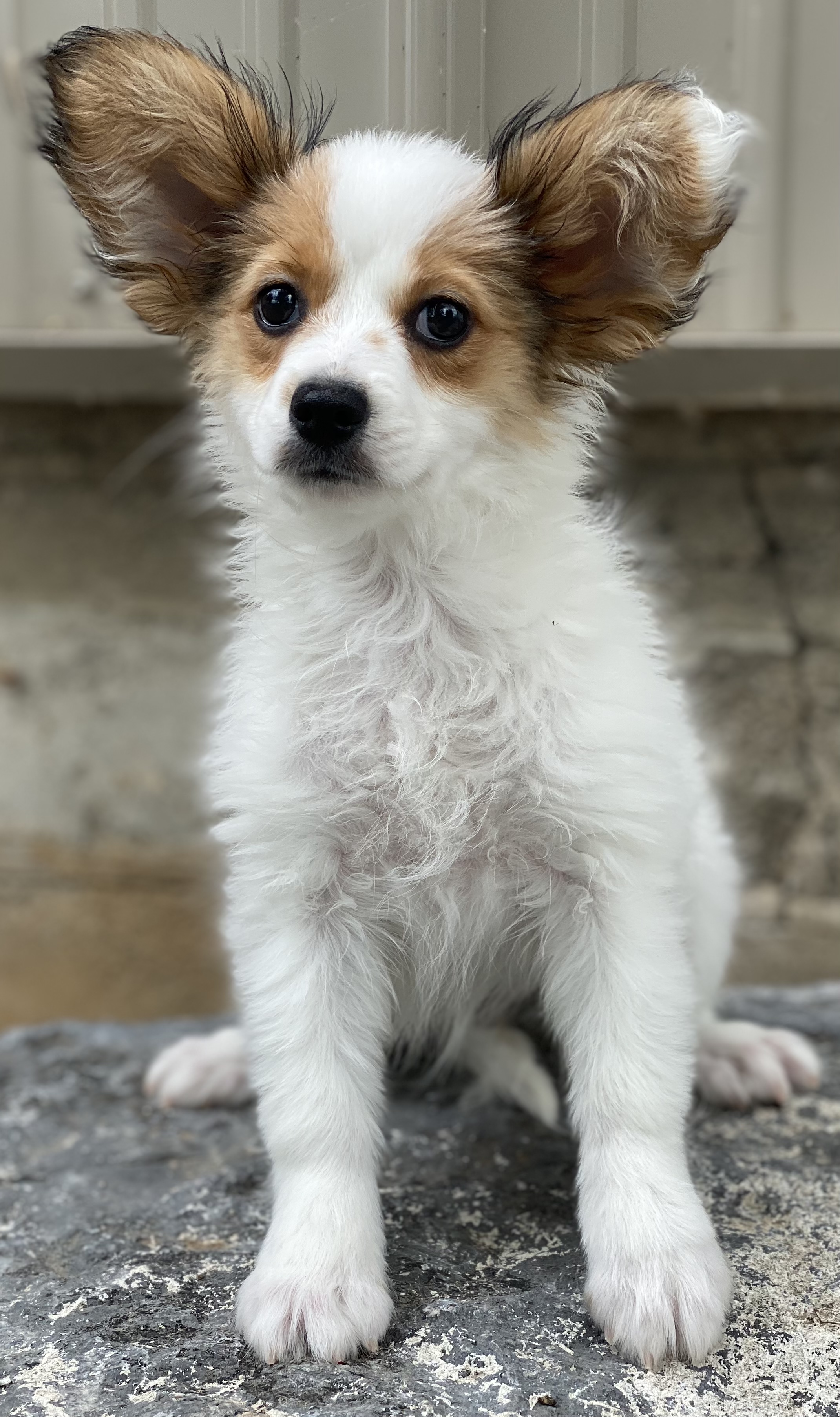 Papillon Puppies For Sale Curtis Martin dog breeder 7236829184042