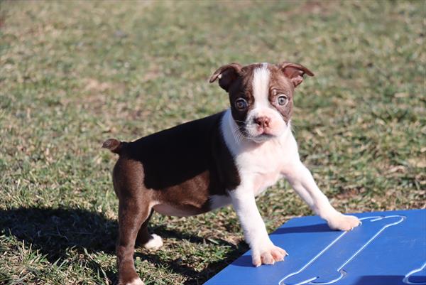 puppy, for, sale, Boston Terrier, Philip M Hoover, dog, breeder, Memphis, MO, dog-breeder, puppy-for-sale, forsale, nearby, find, puppyfind, locator, puppylocator, aca