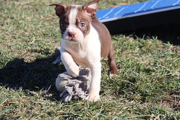 puppy, for, sale, Boston Terrier, Philip M Hoover, dog, breeder, Memphis, MO, dog-breeder, puppy-for-sale, forsale, nearby, find, puppyfind, locator, puppylocator, aca