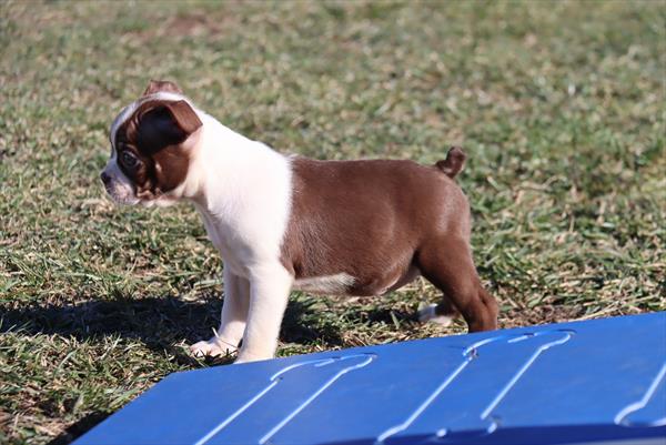 puppy, for, sale, Boston Terrier, Philip M Hoover, dog, breeder, Memphis, MO, dog-breeder, puppy-for-sale, forsale, nearby, find, puppyfind, locator, puppylocator, aca