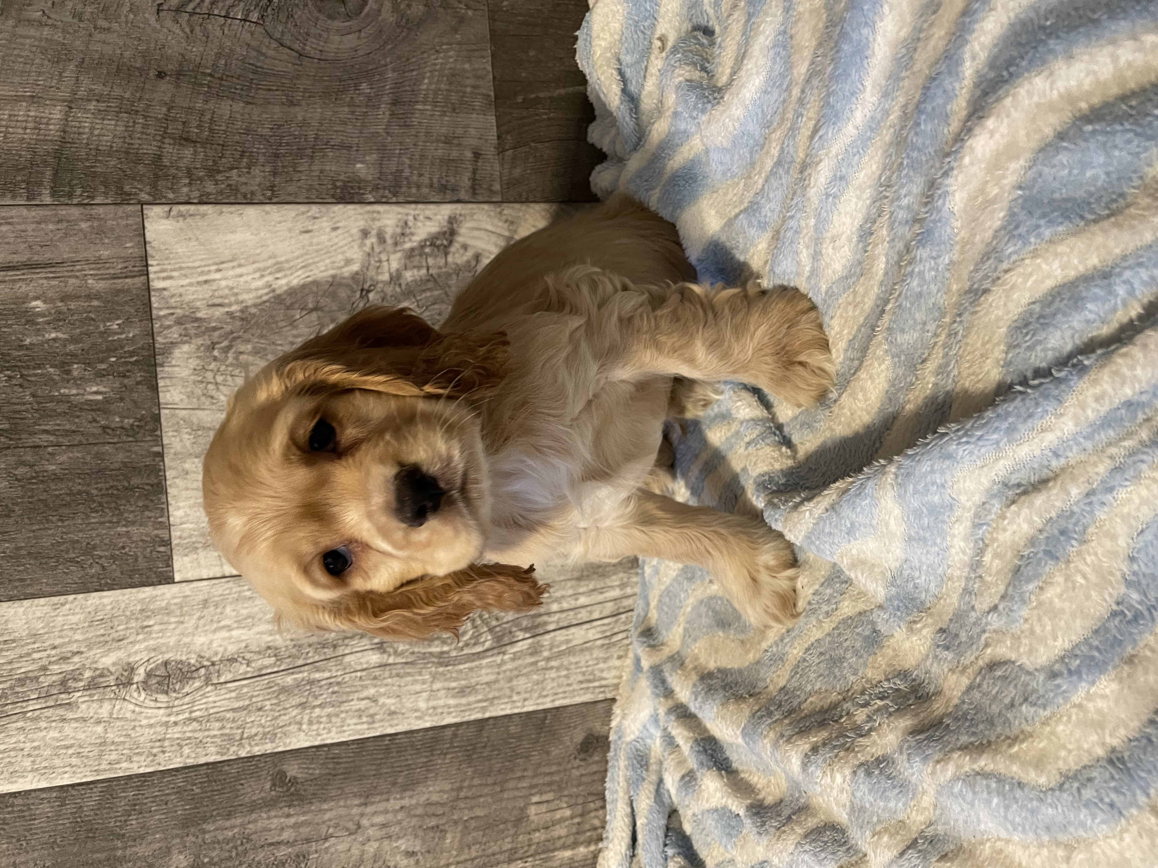 puppy, for, sale, Cocker Spaniel, Curtis  Martin, dog, breeder, Seneca Falls, NY, dog-breeder, puppy-for-sale, forsale, nearby, find, puppyfind, locator, puppylocator, aca