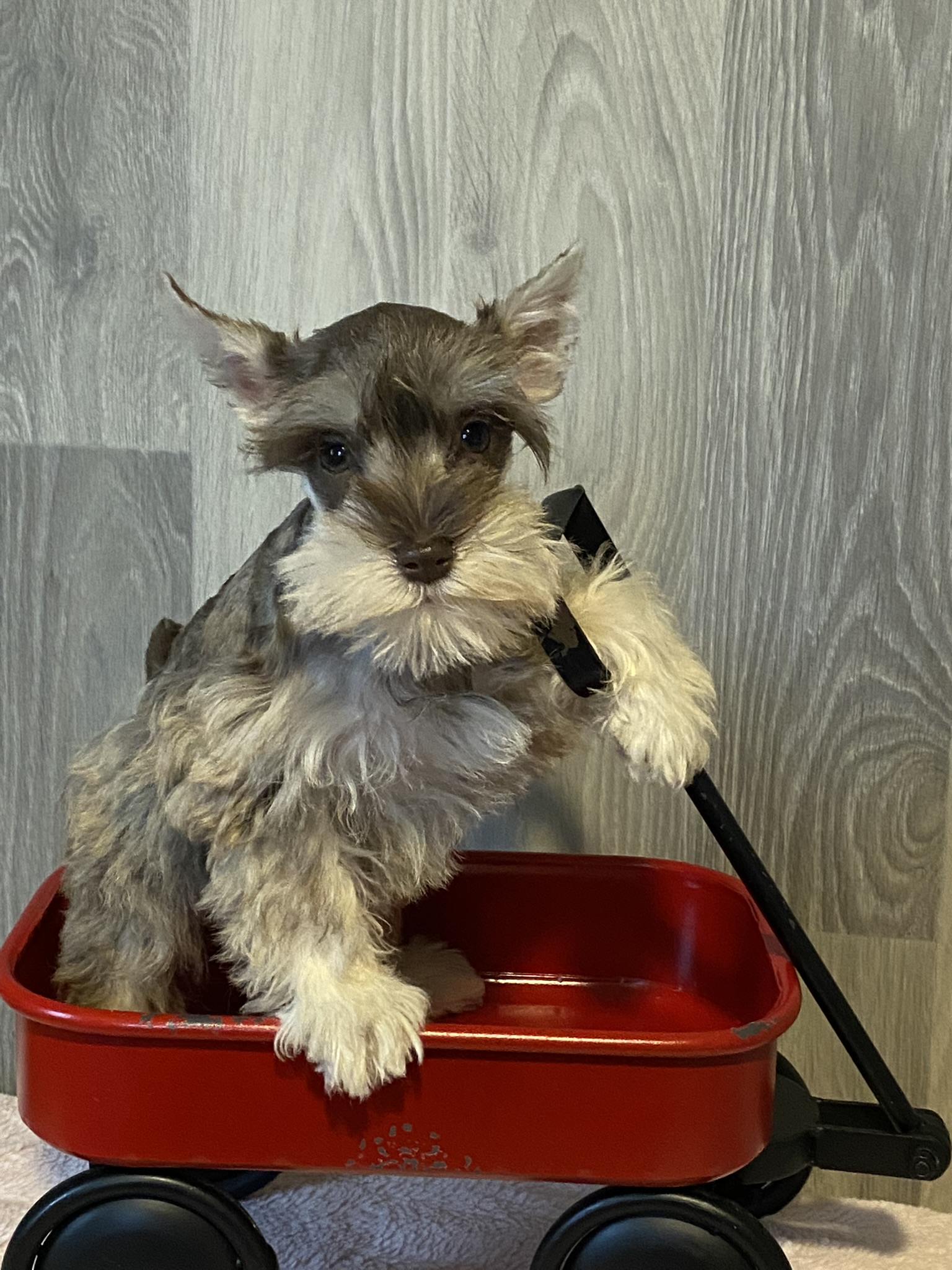 puppy, for, sale, Miniature Schnauzer, Curtis  Martin, dog, breeder, Seneca Falls, NY, dog-breeder, puppy-for-sale, forsale, nearby, find, puppyfind, locator, puppylocator, aca