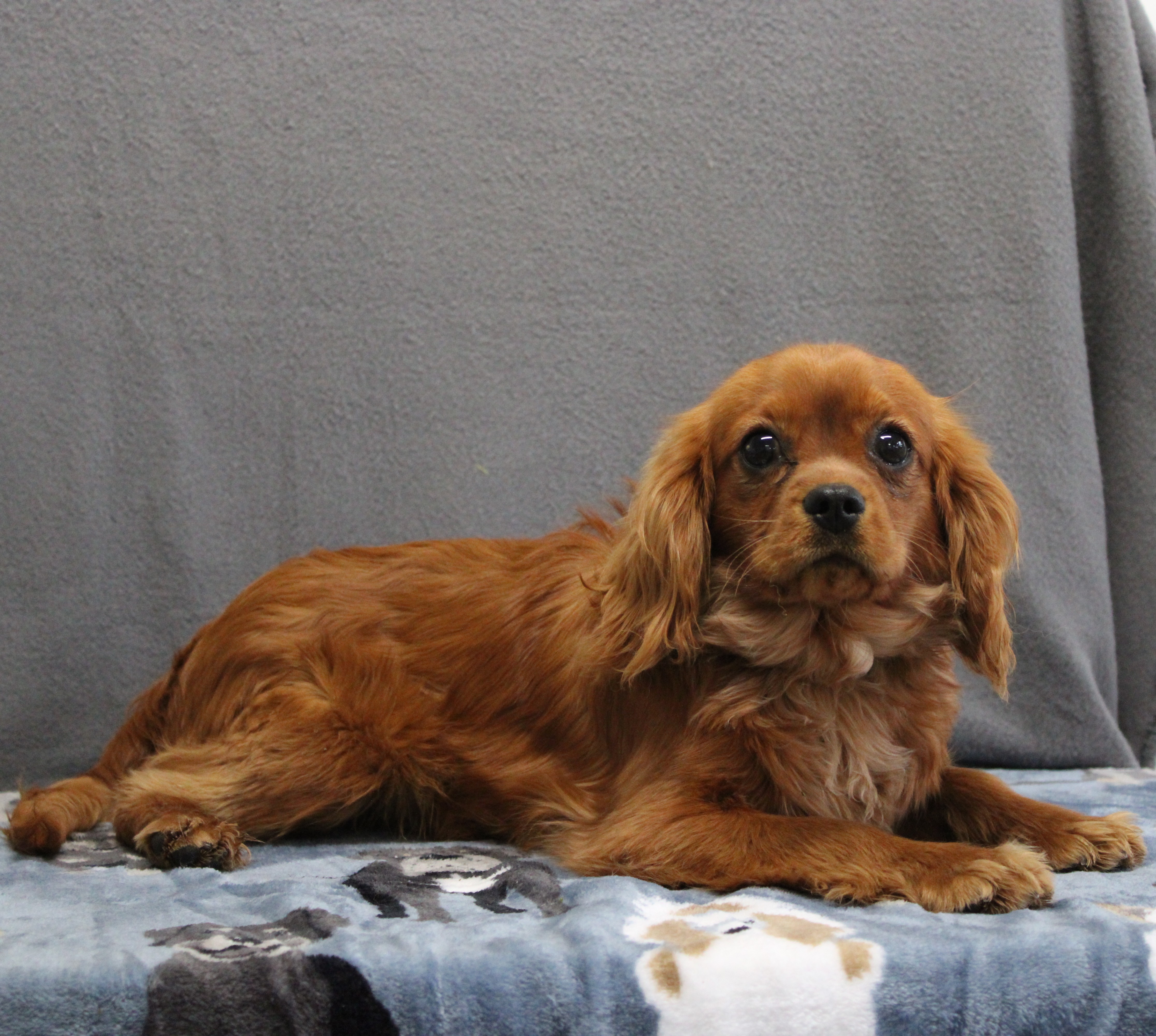 puppy, for, sale, Cavalier King Charles Spaniel, Ivan J. Stoltzfus, dog, breeder, Dornsife, PA, dog-breeder, puppy-for-sale, forsale, nearby, find, puppyfind, locator, puppylocator, aca