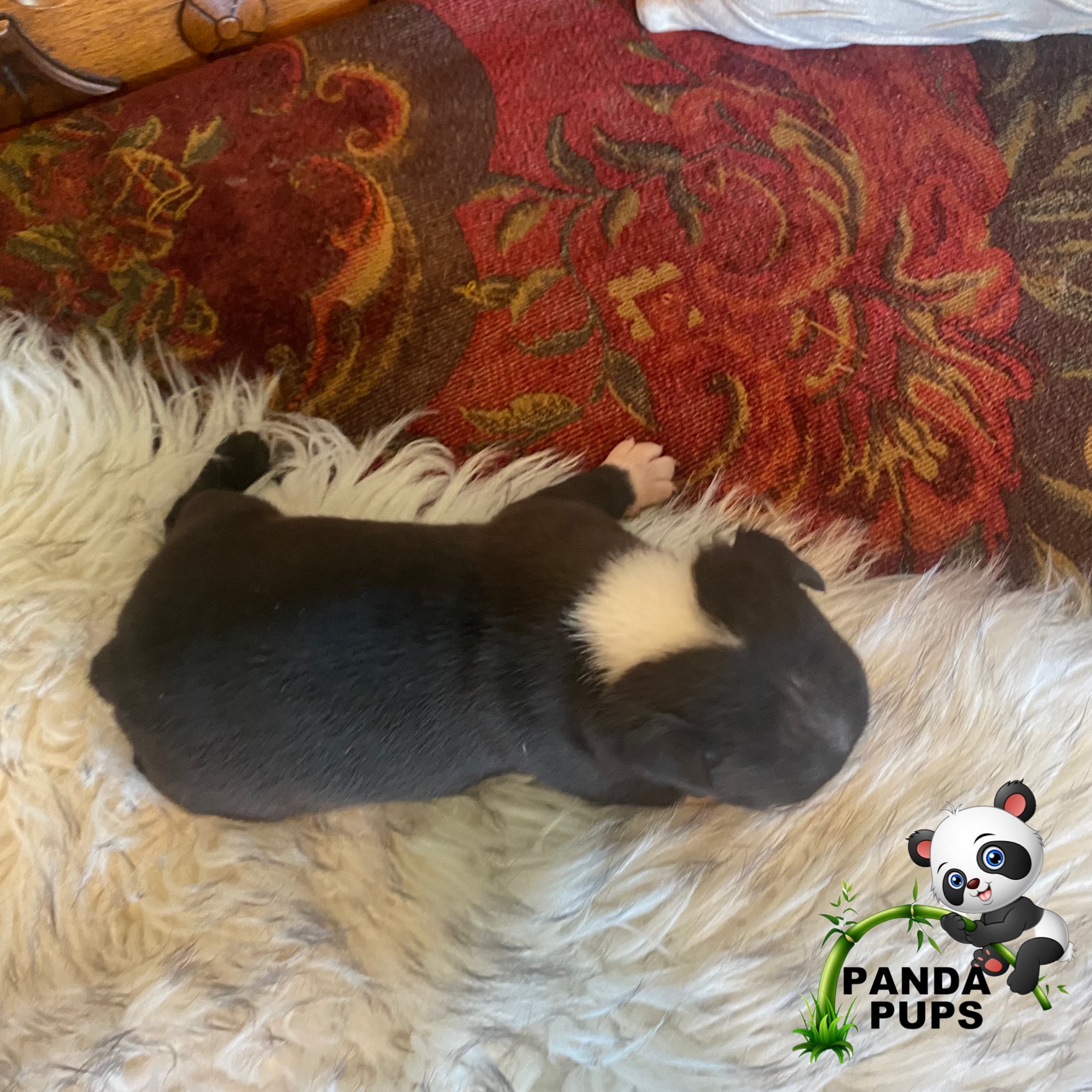 puppy, for, sale, Bugg, Misty D Hardin, dog, breeder, Lakeland, FL, dog-breeder, puppy-for-sale, forsale, nearby, find, puppyfind, locator, puppylocator, aca